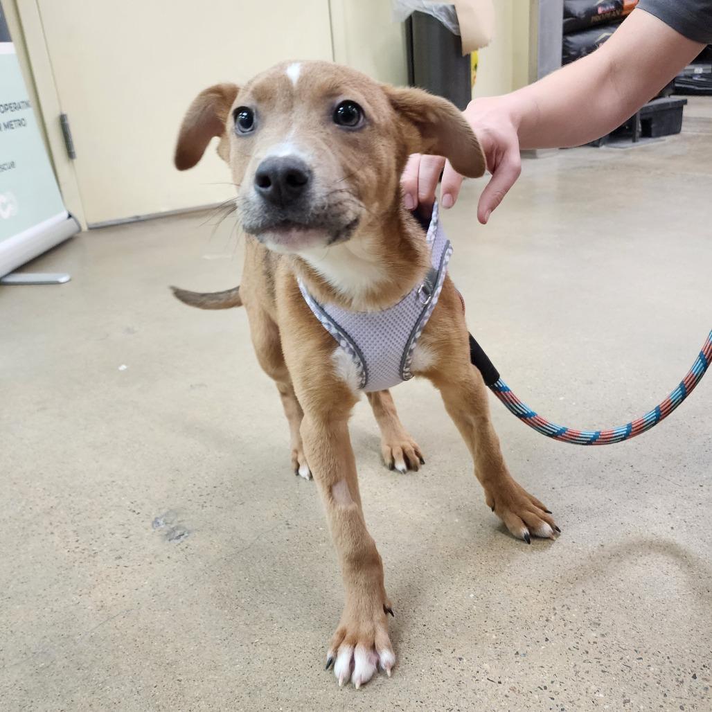 Enlarge Pajanimal, a Adoptable mixed breed in Boulder, CO image 4/5