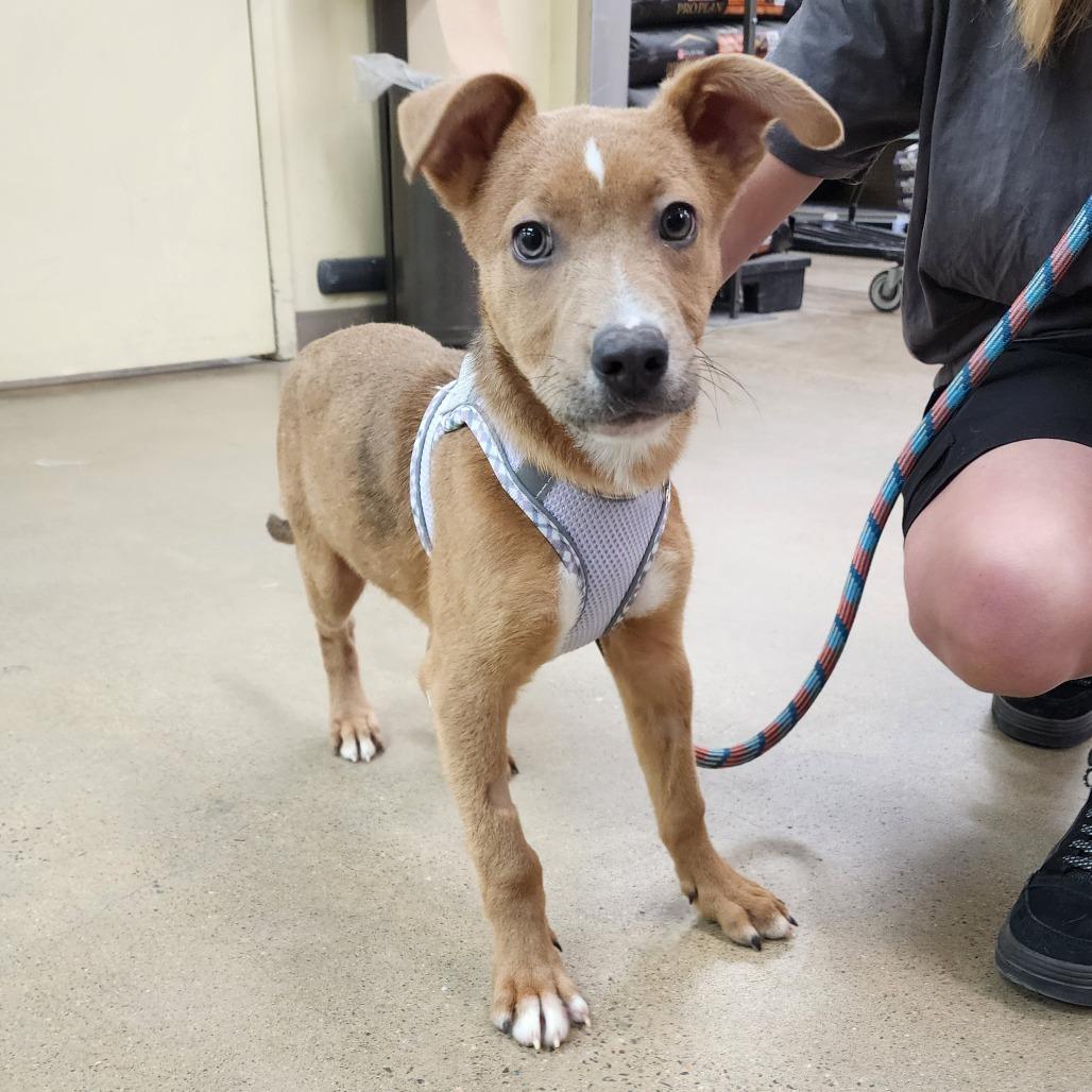 Enlarge Pajanimal, a Adoptable mixed breed in Boulder, CO image 5/5