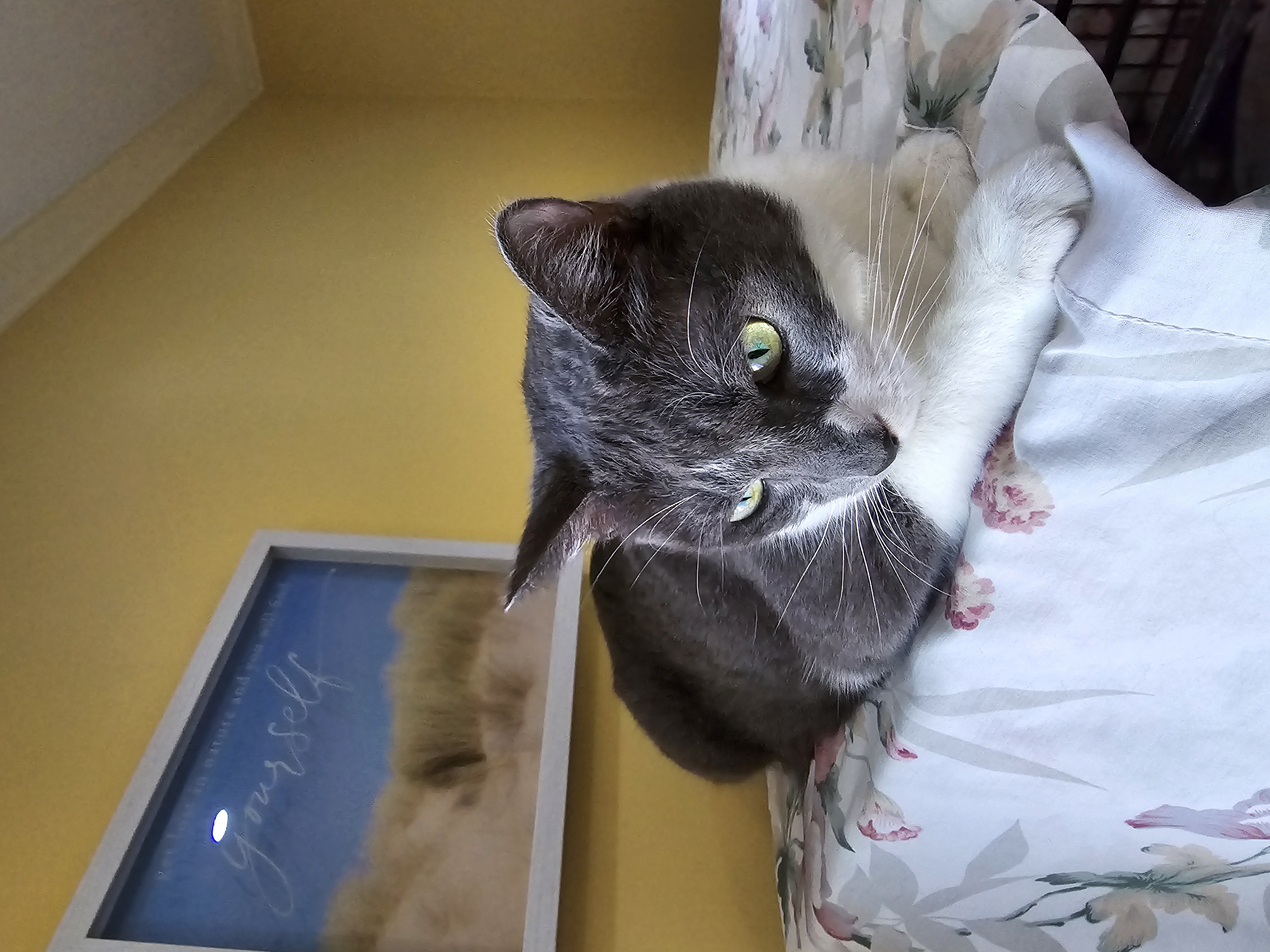 Gracie, a Adoptable Domestic Short Hair in staten island, NY image 1/4