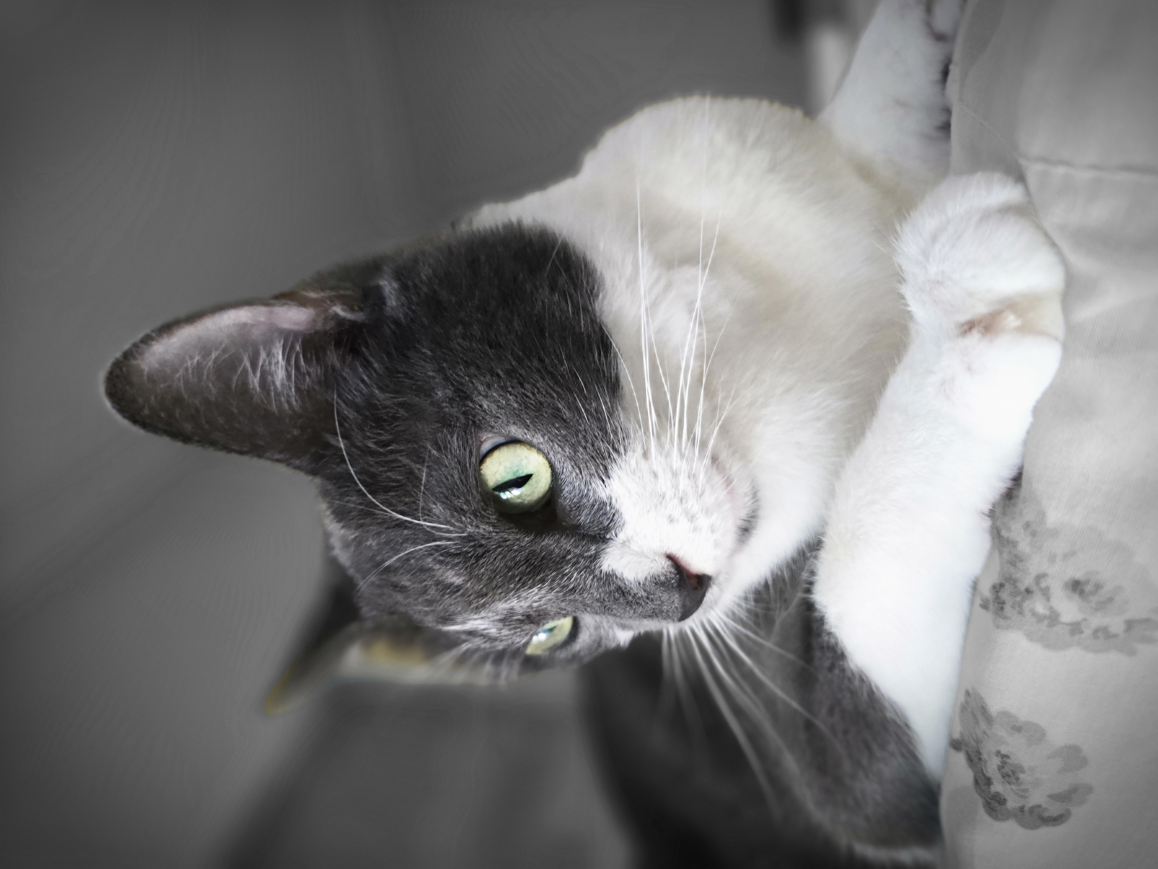 Gracie, a Adoptable Domestic Short Hair in staten island, NY image 2/4