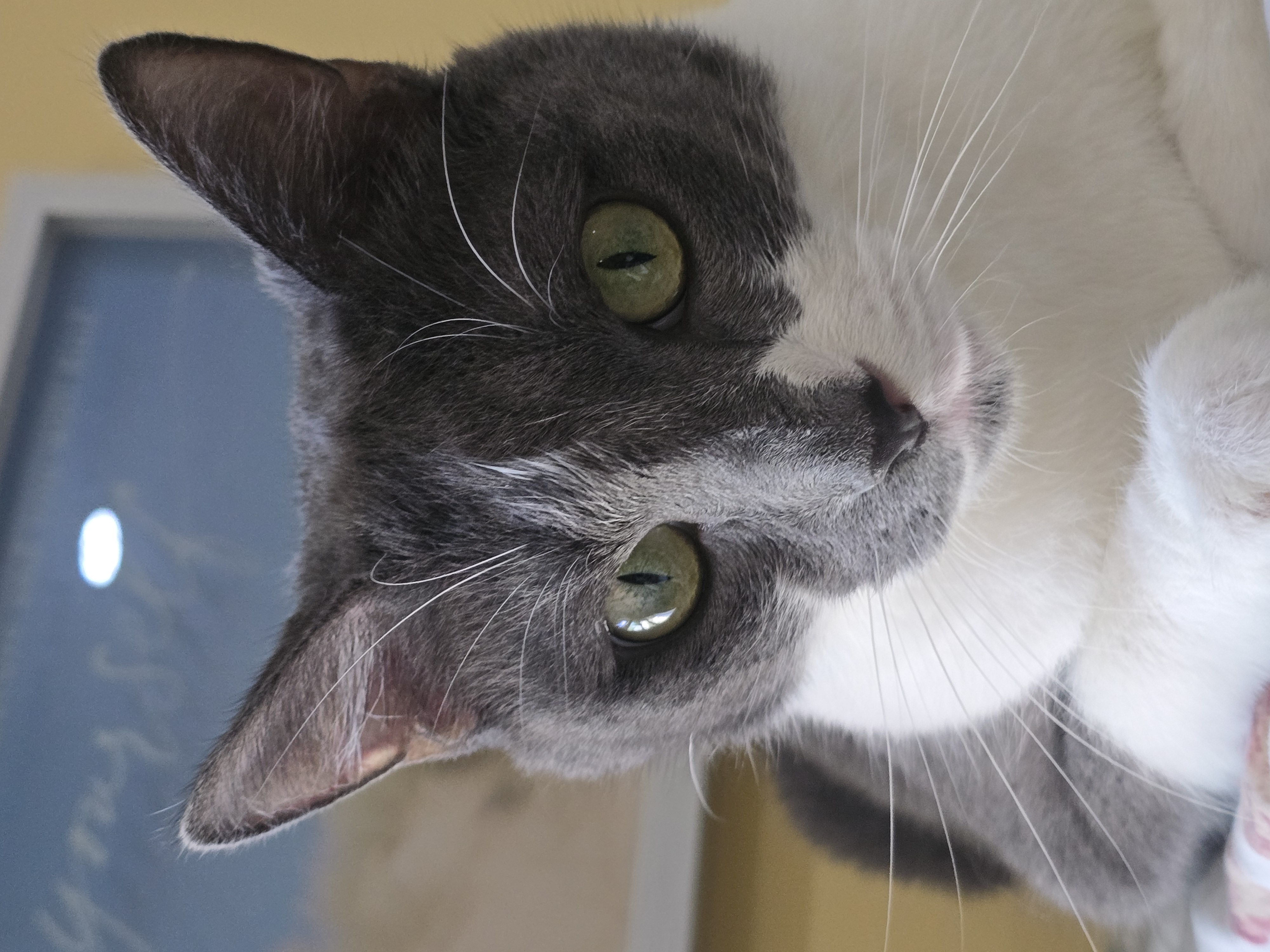 Gracie, a Adoptable Domestic Short Hair in staten island, NY image 3/4