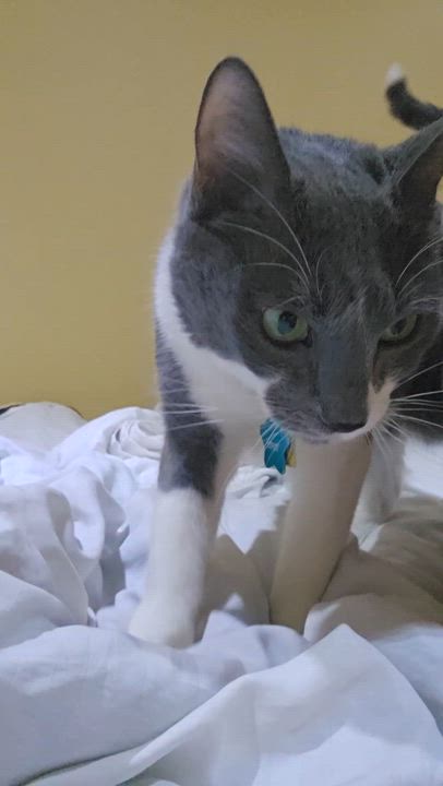 Enlarge Gracie, a Adoptable Domestic Short Hair in staten island, NY video 4/4