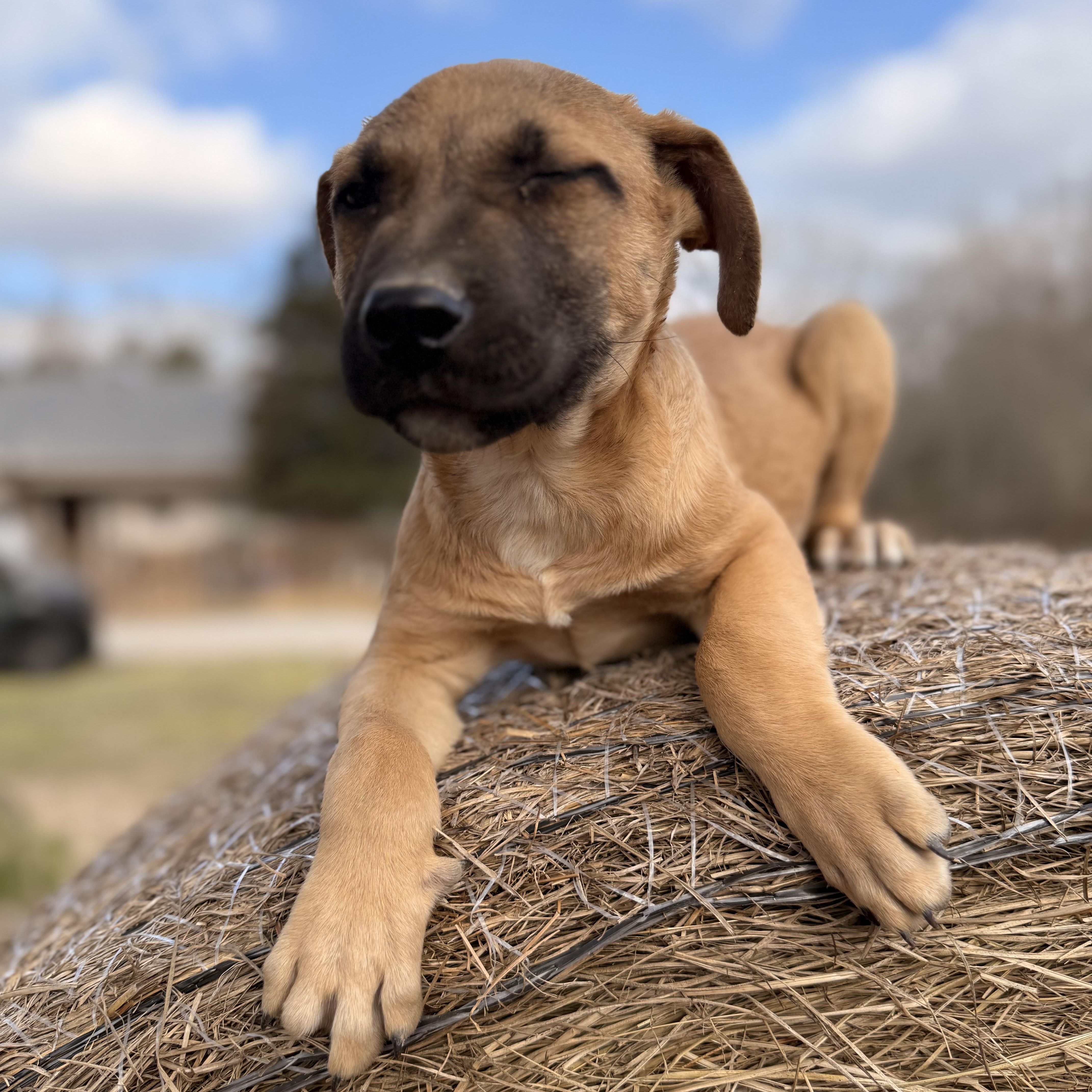 Enlarge Tony, an adopted mixed breed in Arnold, MO image 2/6