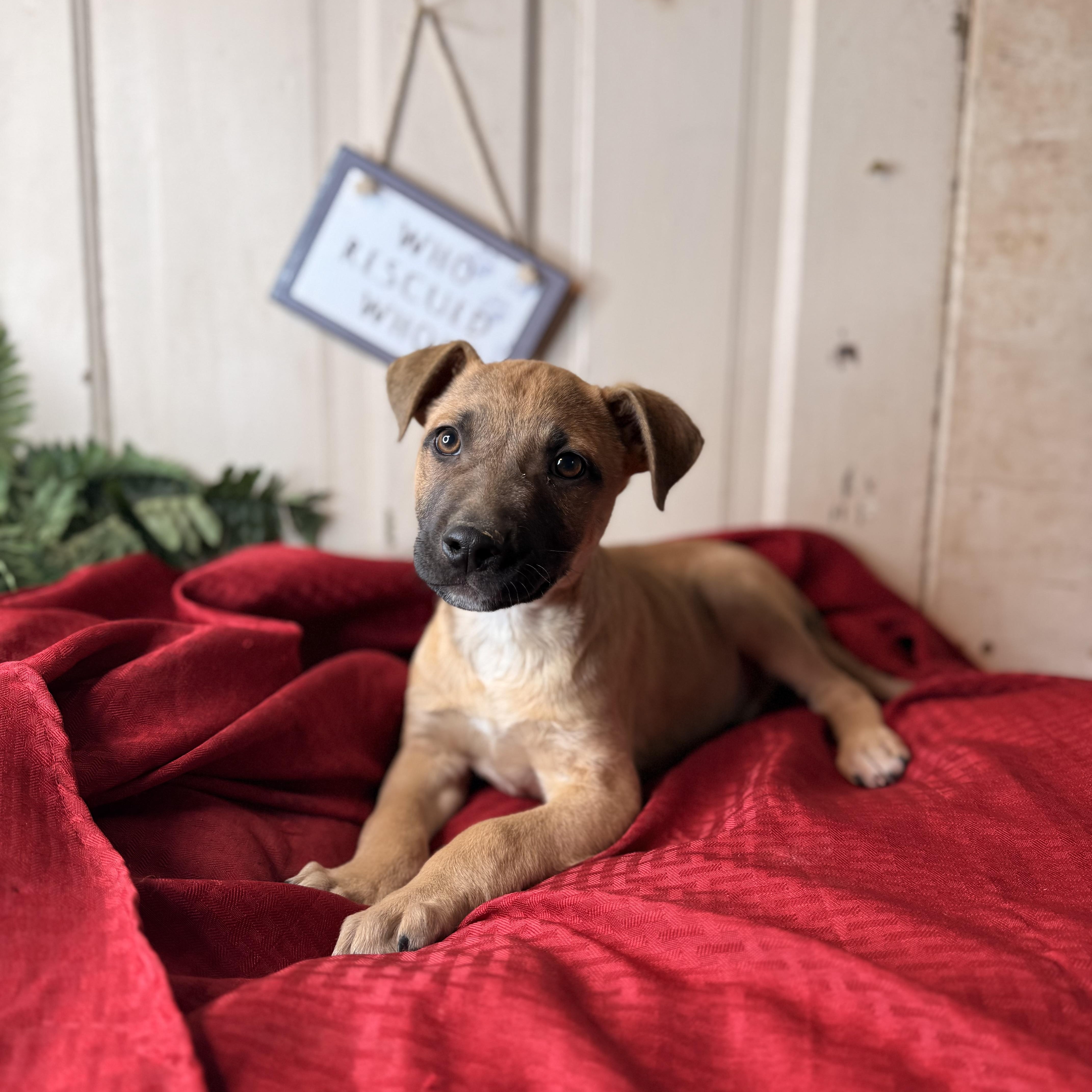 Enlarge Tony, an adopted mixed breed in Arnold, MO image 3/6