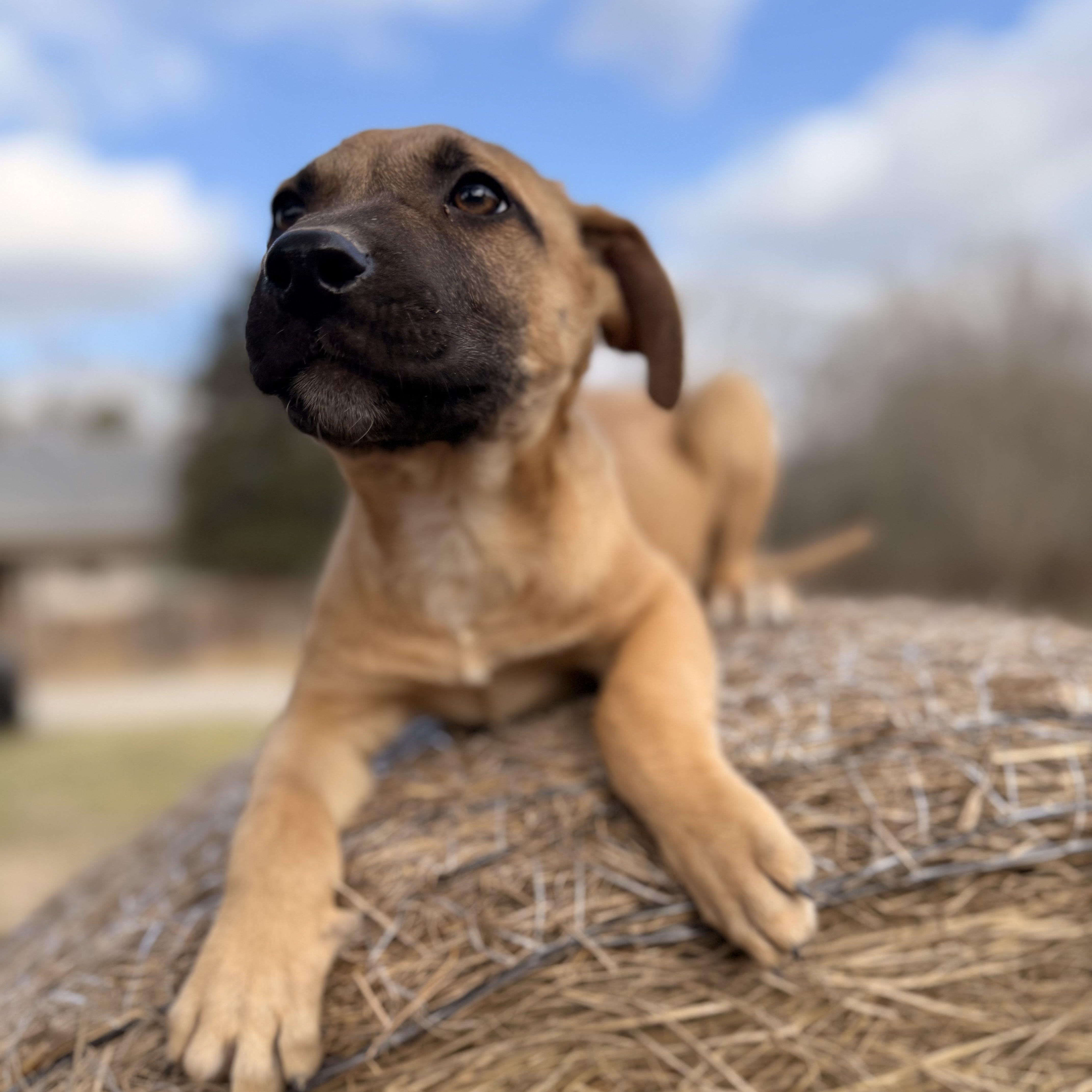 Enlarge Tony, an adopted mixed breed in Arnold, MO image 5/6