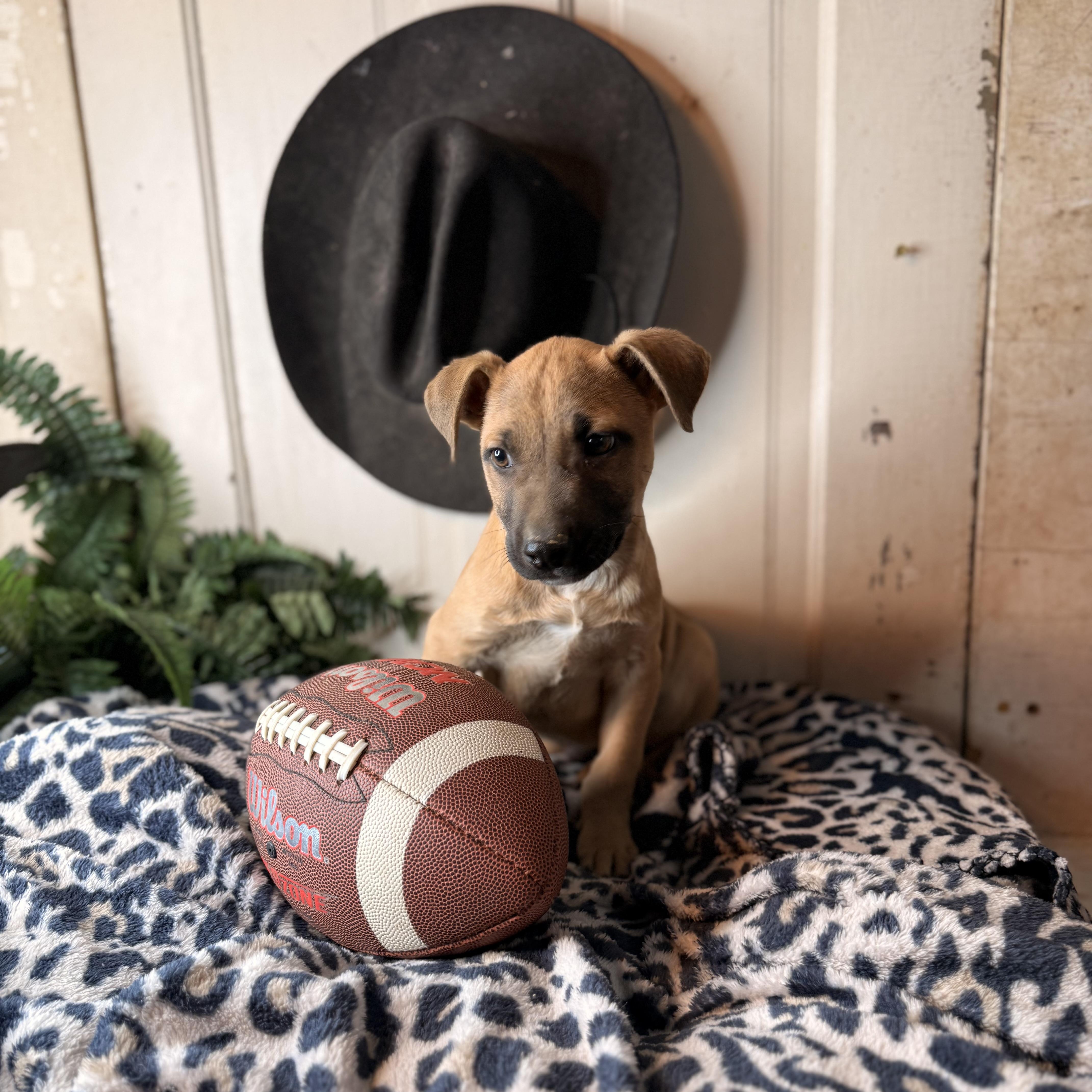 Enlarge Tony, an adopted mixed breed in Arnold, MO image 4/6