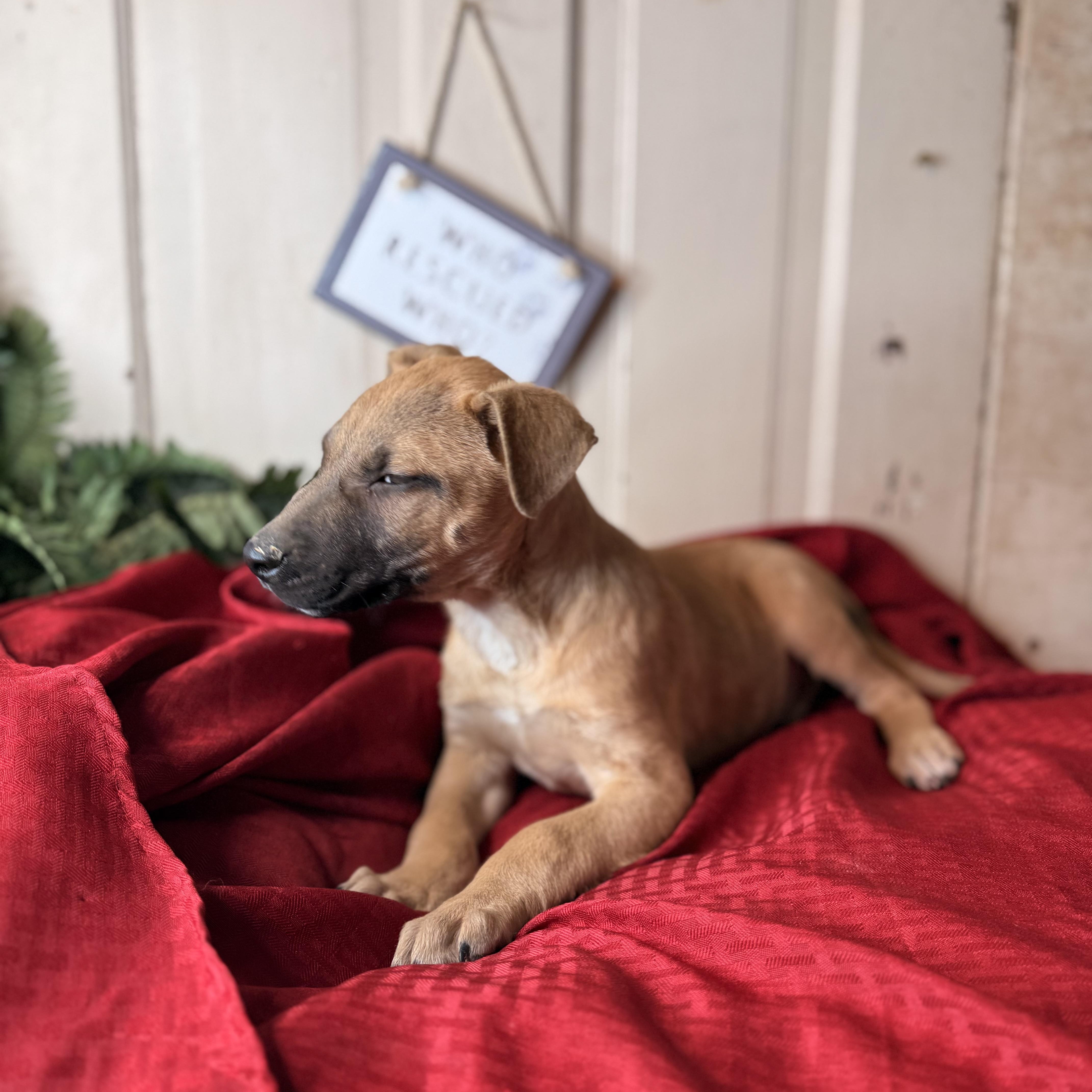 Enlarge Tony, an adopted mixed breed in Arnold, MO image 6/6