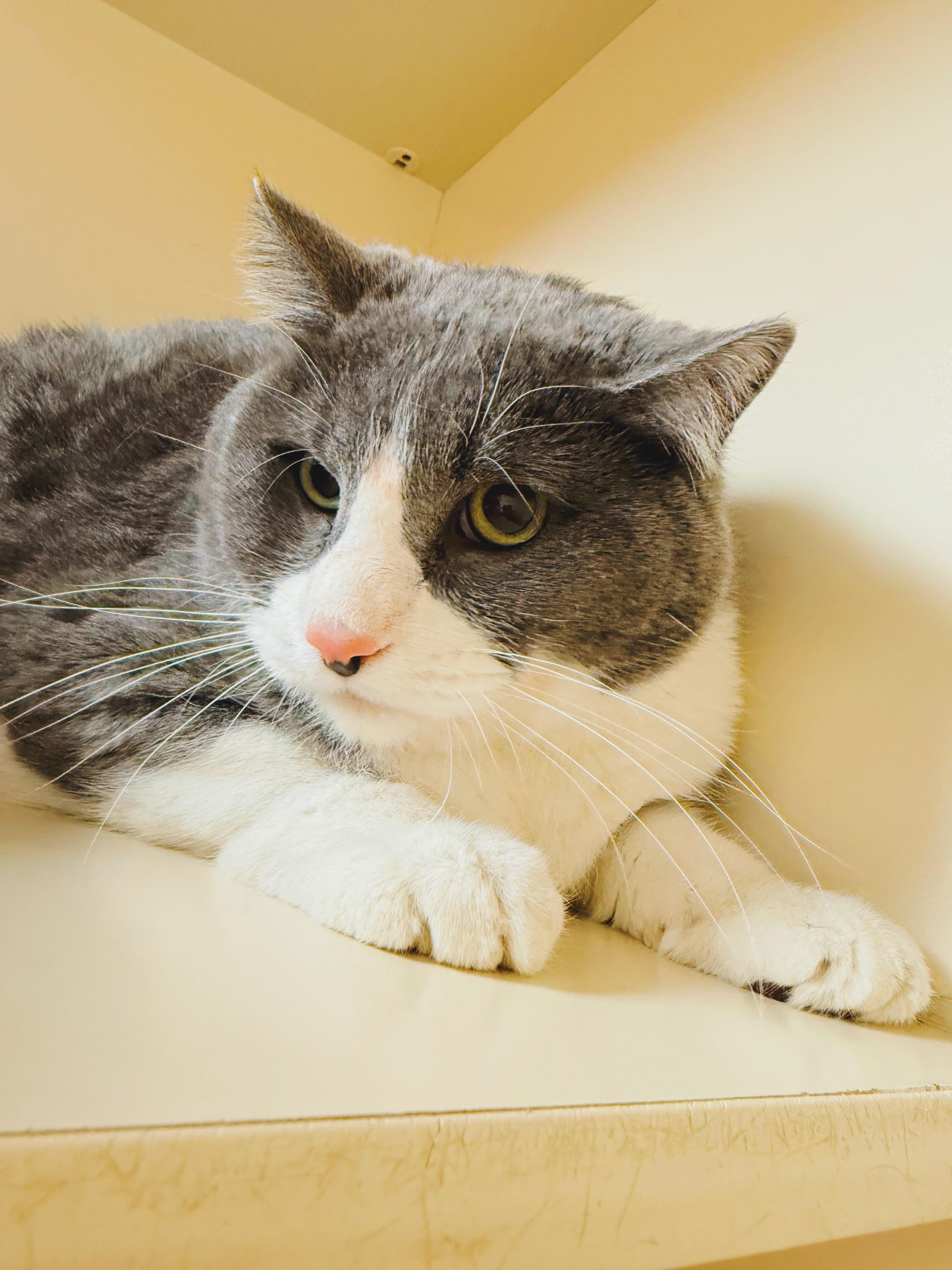 Enlarge Seven, an adopted mixed breed in Hays, KS image 5/6