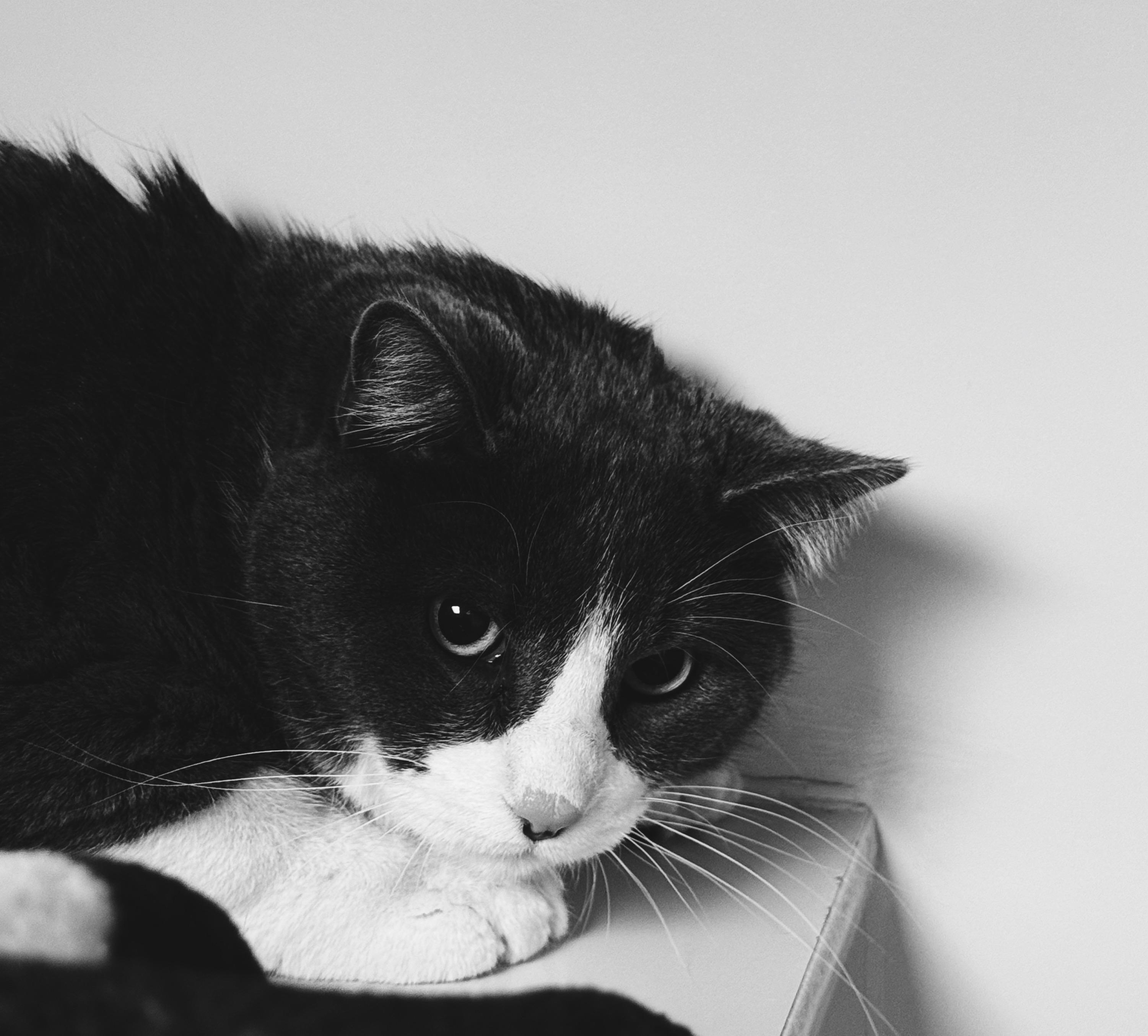 Enlarge Seven, an adopted mixed breed in Hays, KS image 4/6