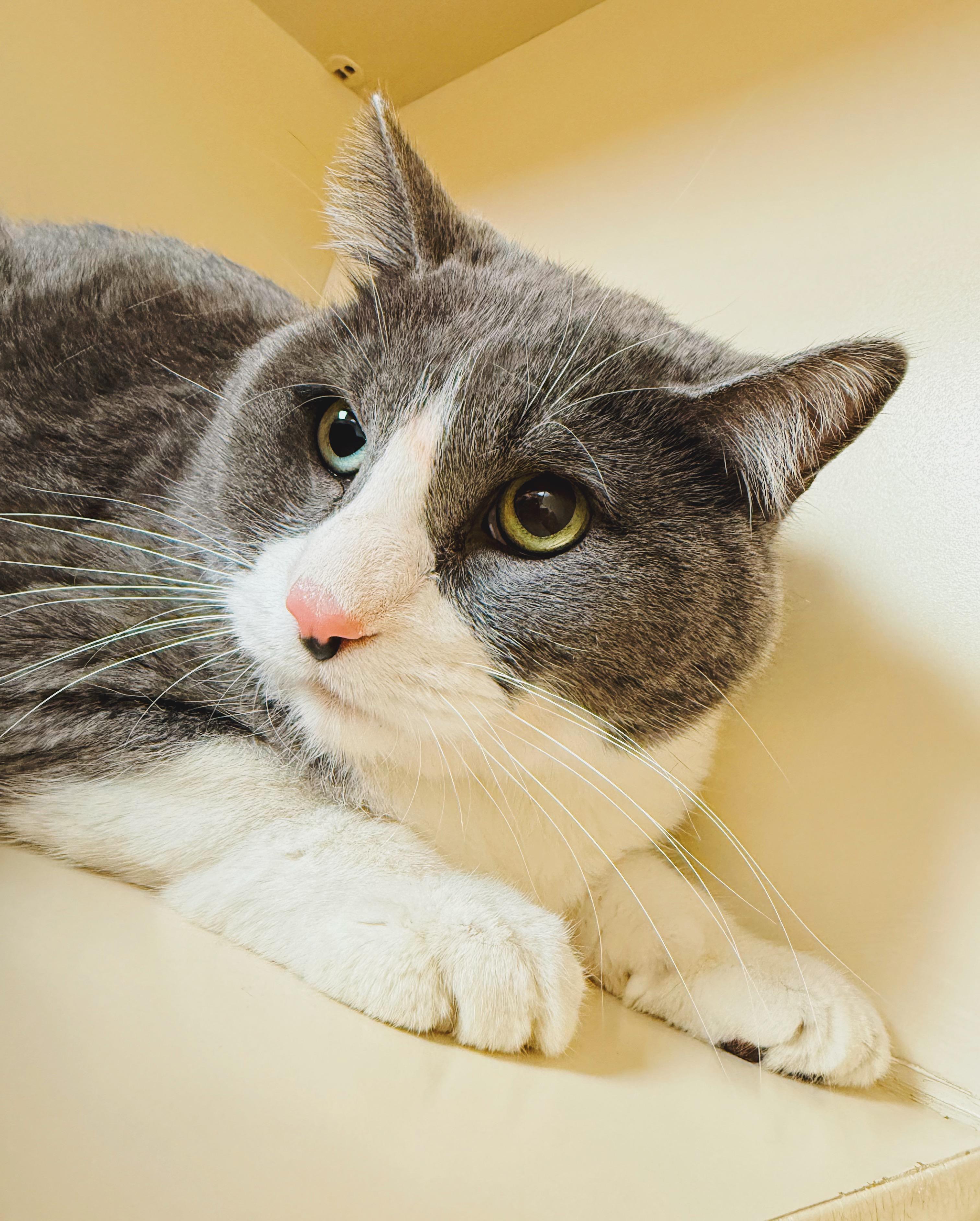 Enlarge Seven, an adopted mixed breed in Hays, KS image 2/6