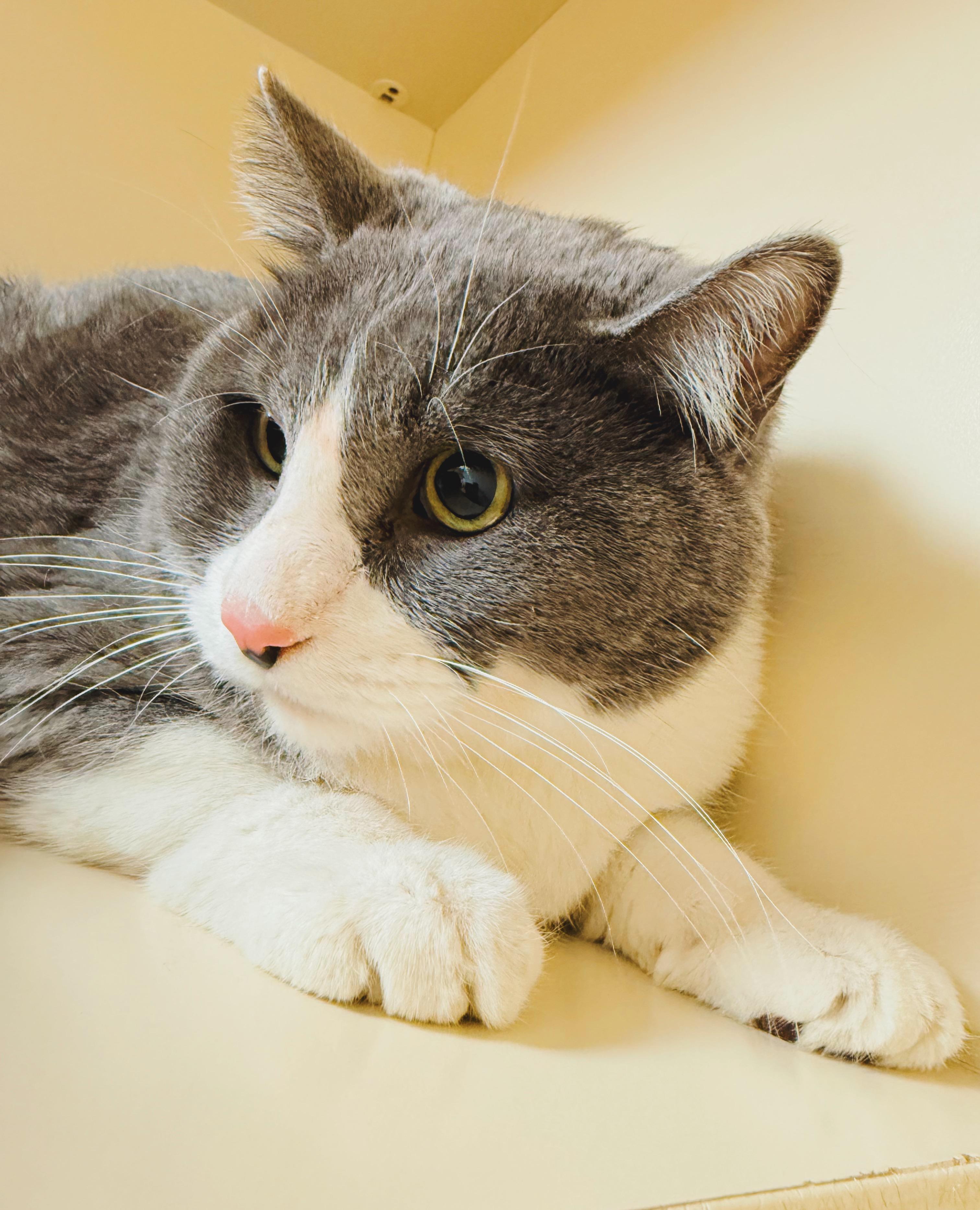 Enlarge Seven, an adopted mixed breed in Hays, KS image 3/6