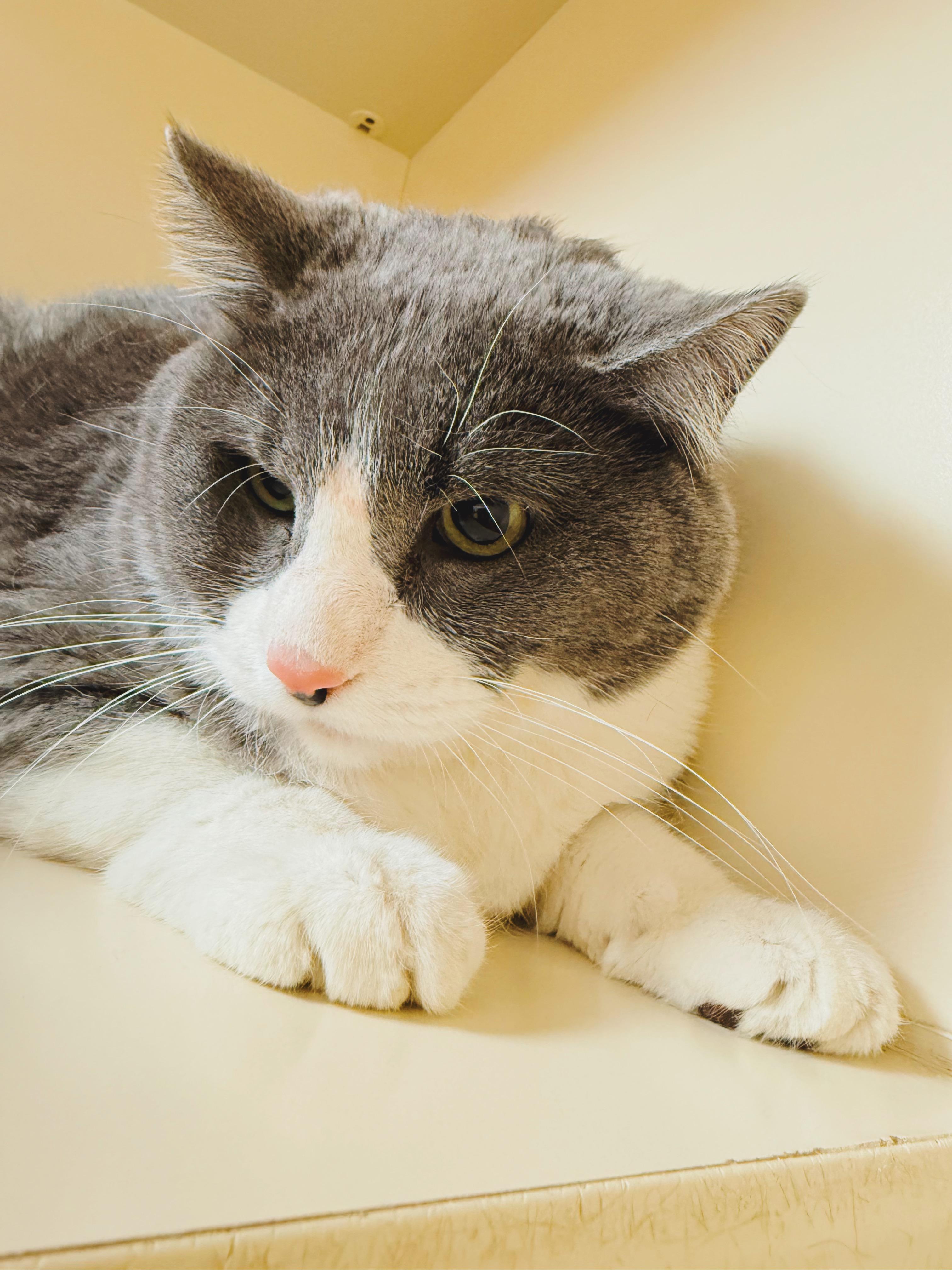 Enlarge Seven, an adopted mixed breed in Hays, KS image 6/6