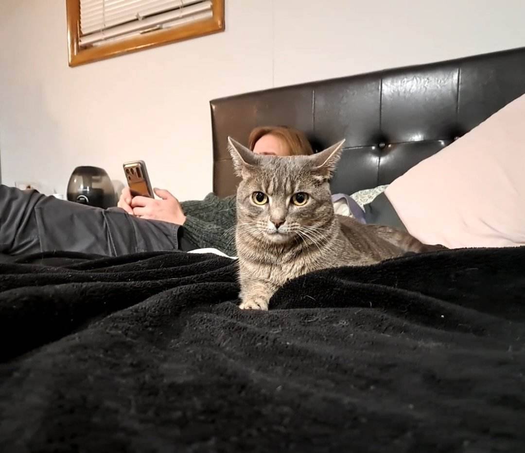 Lovey, Adoptable, Young Female Domestic Short Hair.