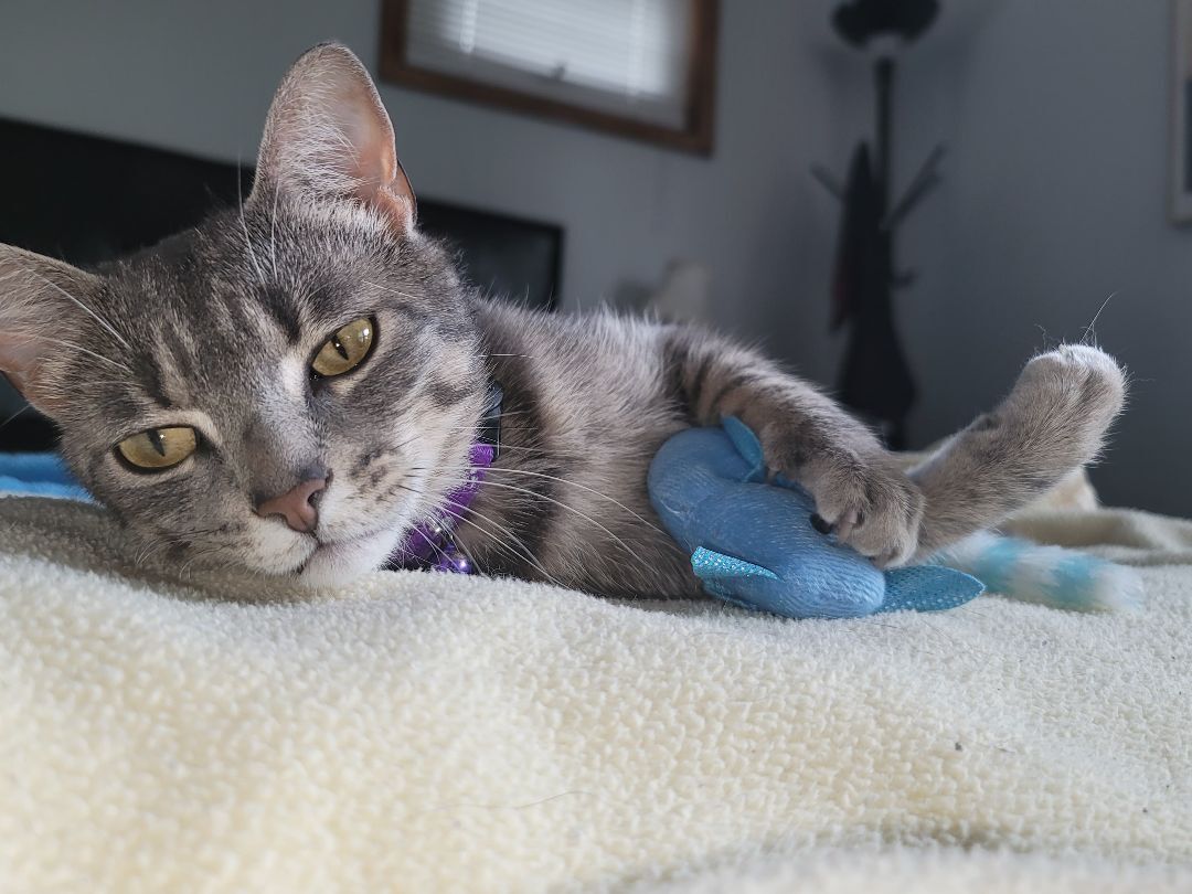 Enlarge Lovey, a Adoptable Domestic Short Hair in Fonthill, ON image 3/13