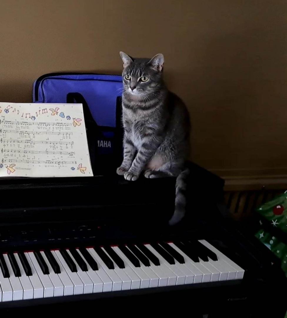 Enlarge Lovey, a Adoptable Domestic Short Hair in Fonthill, ON image 4/13