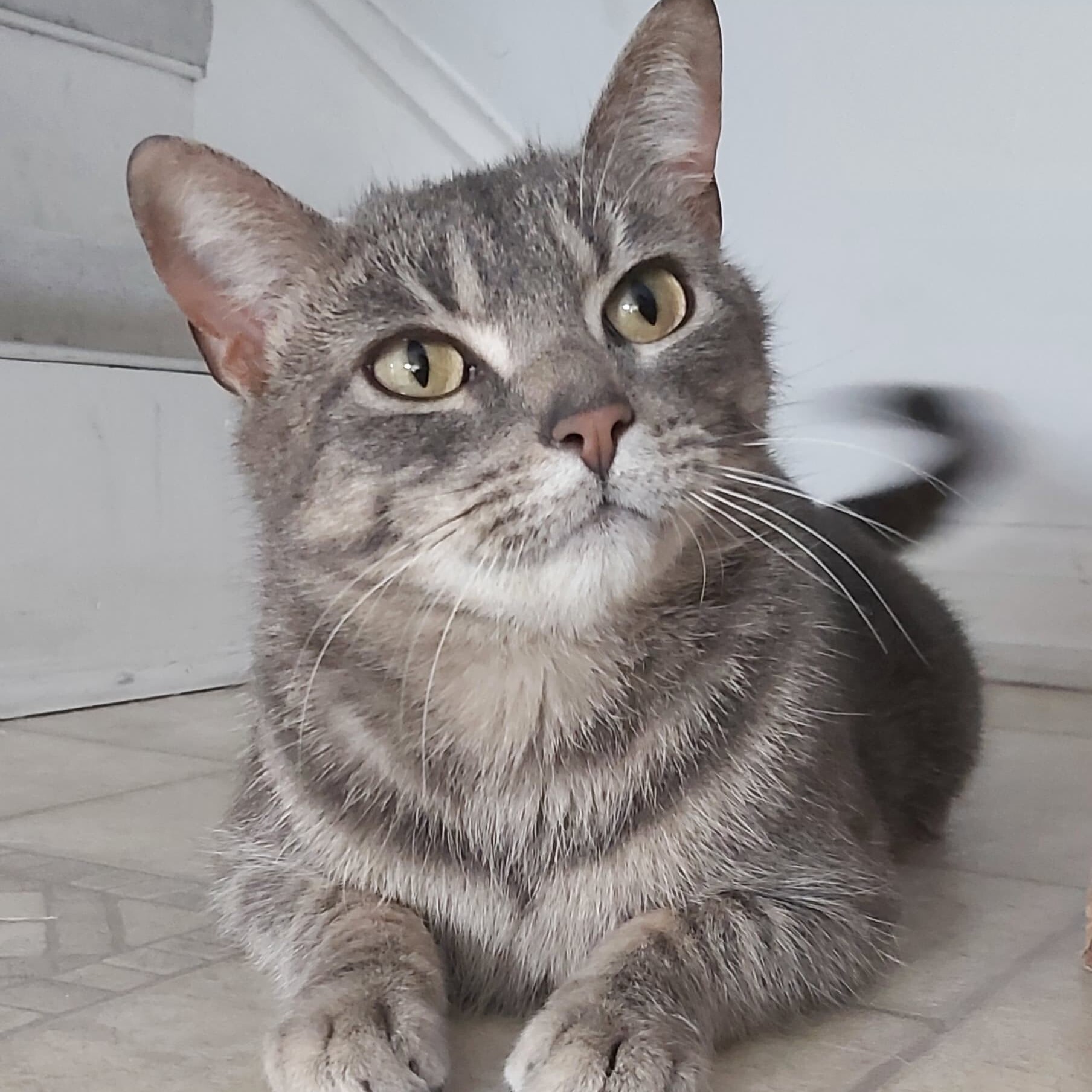 Enlarge Lovey, a Adoptable Domestic Short Hair in Fonthill, ON image 6/13