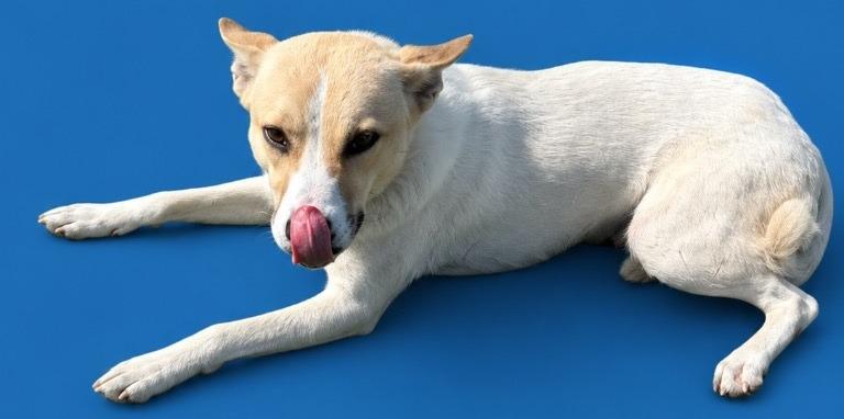 Enlarge Alex, a Adoptable mixed breed in Wauchula, FL image 1/1