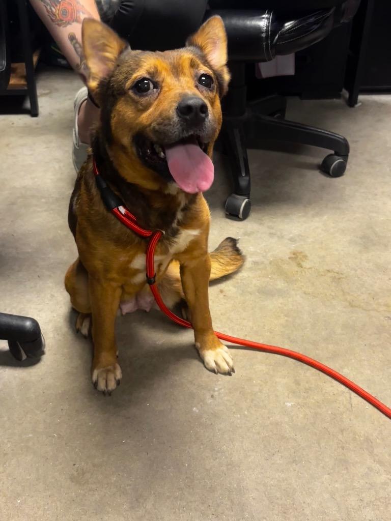 Enlarge Violet, a Adoptable mixed breed in Rockport, TX image 1/4