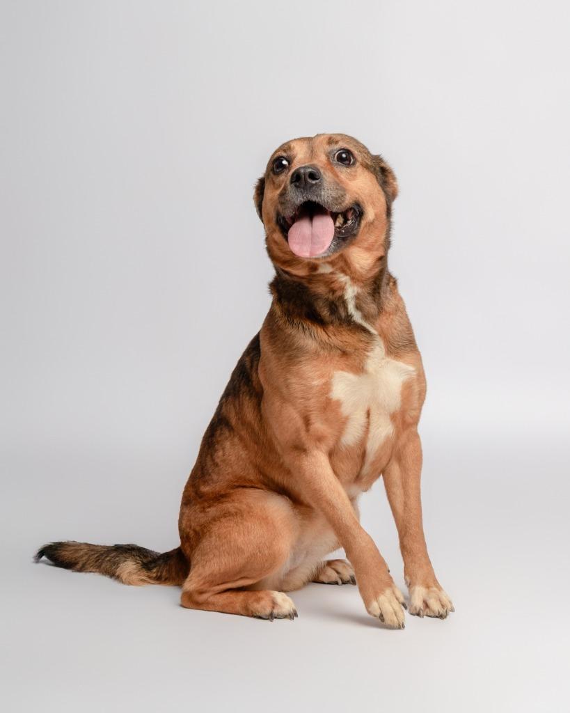 Enlarge Violet, a Adoptable mixed breed in Rockport, TX image 2/4