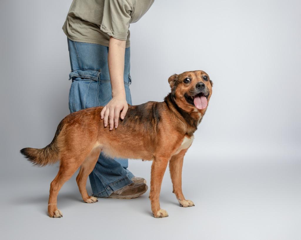 Enlarge Violet, a Adoptable mixed breed in Rockport, TX image 3/4