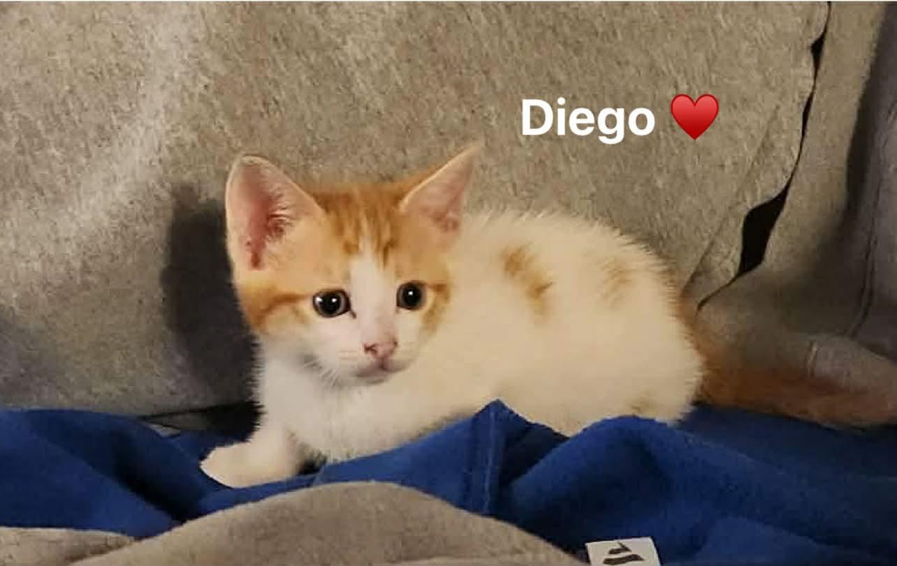 Arla & Diega: Space litter , a ADOPTABLE Domestic Short Hair in Manchester, CT image 3/3