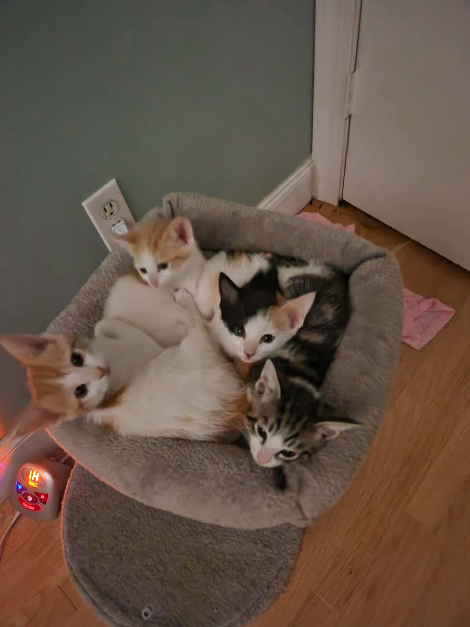 Arla & Diega: Space litter , a ADOPTABLE Domestic Short Hair in Manchester, CT image 2/3