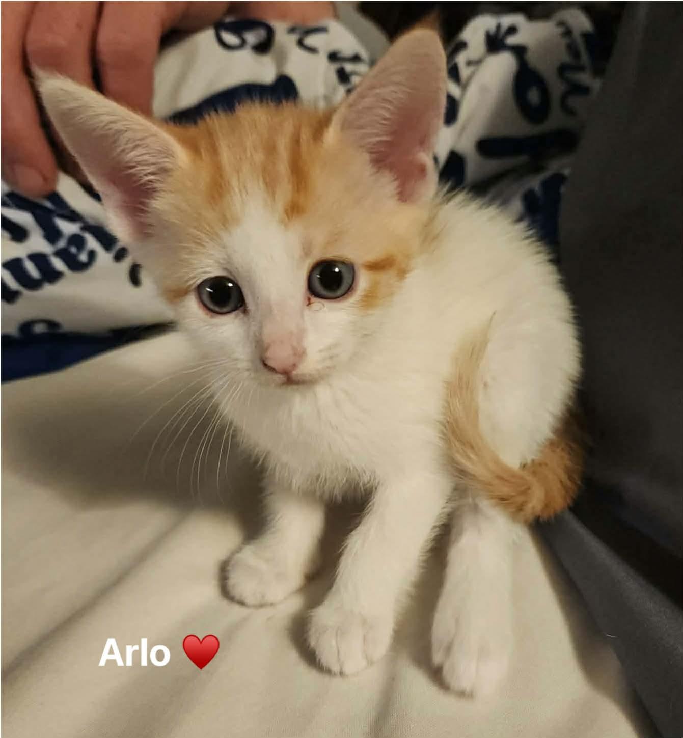 Arla & Diega: Space litter , a ADOPTABLE Domestic Short Hair in Manchester, CT image 1/3