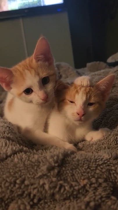 Enlarge Arla & Diega: Space litter , a ADOPTABLE Domestic Short Hair in Manchester, CT video 4/4