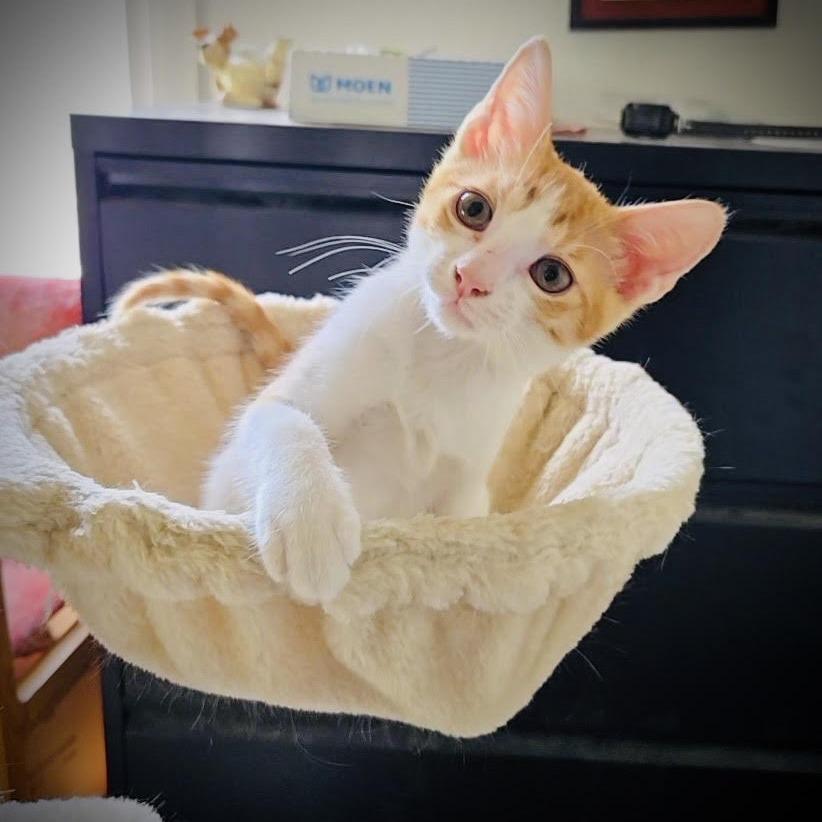 Harrison aka Harry, Adoptable, Young Male Domestic Short Hair.