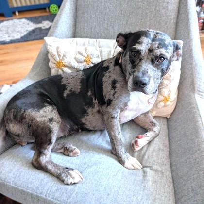 Dior, Adoptable, Adult Female Pit Bull Terrier & Mixed Breed.