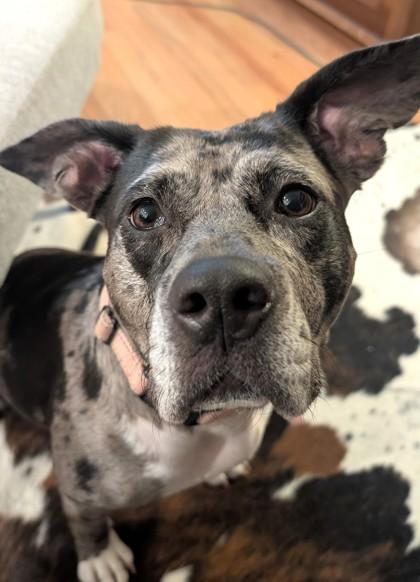 Enlarge Dior, a Adoptable mixed breed in Washington, DC image 2/3