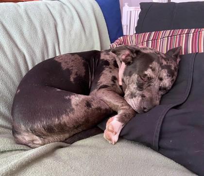 Enlarge Dior, a Adoptable mixed breed in Washington, DC image 3/3