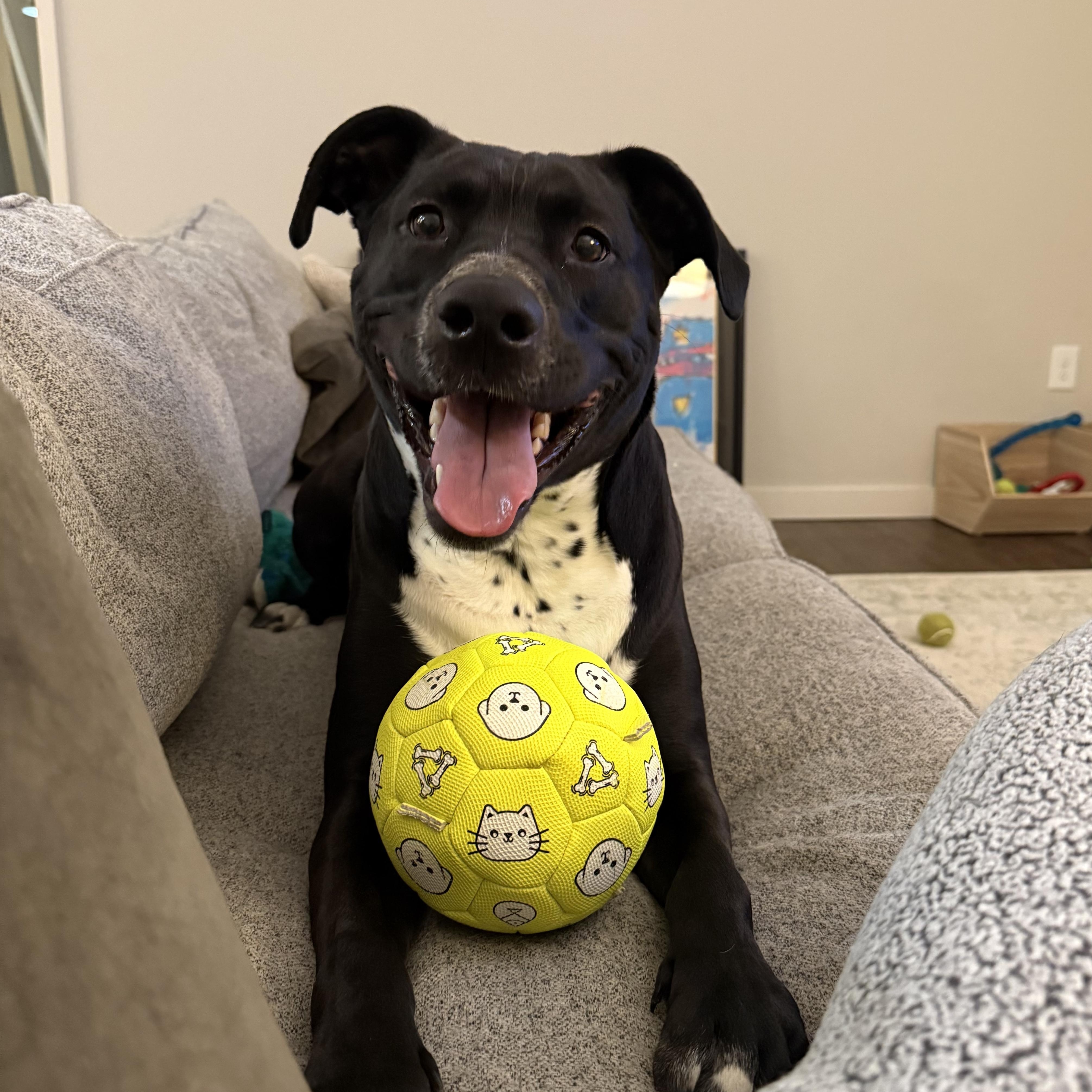Max, Adoptable, Adult Male American Staffordshire Terrier & Labrador Retriever.