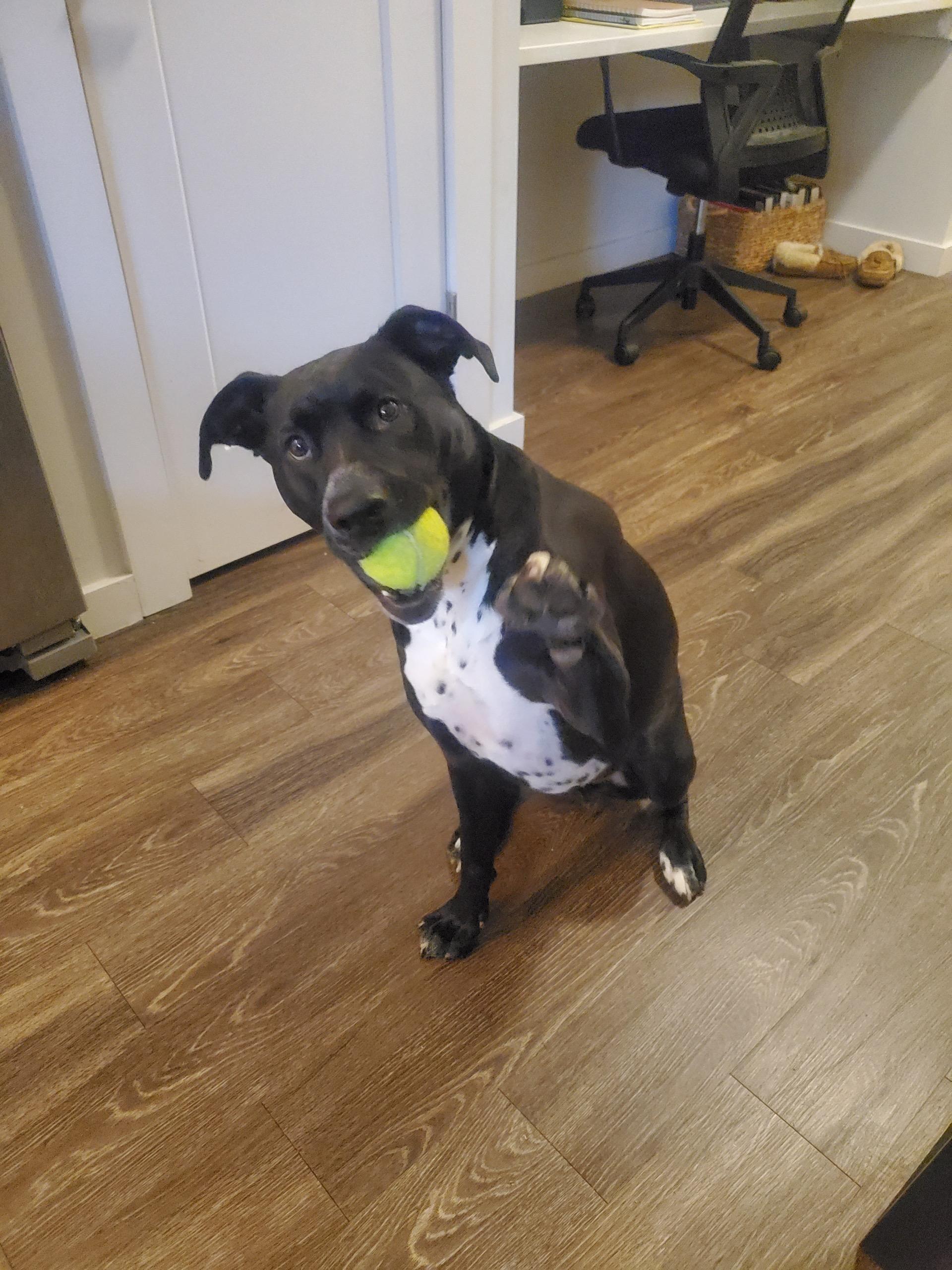 Max, a Adoptable mixed breed in East Point, GA image 2/4