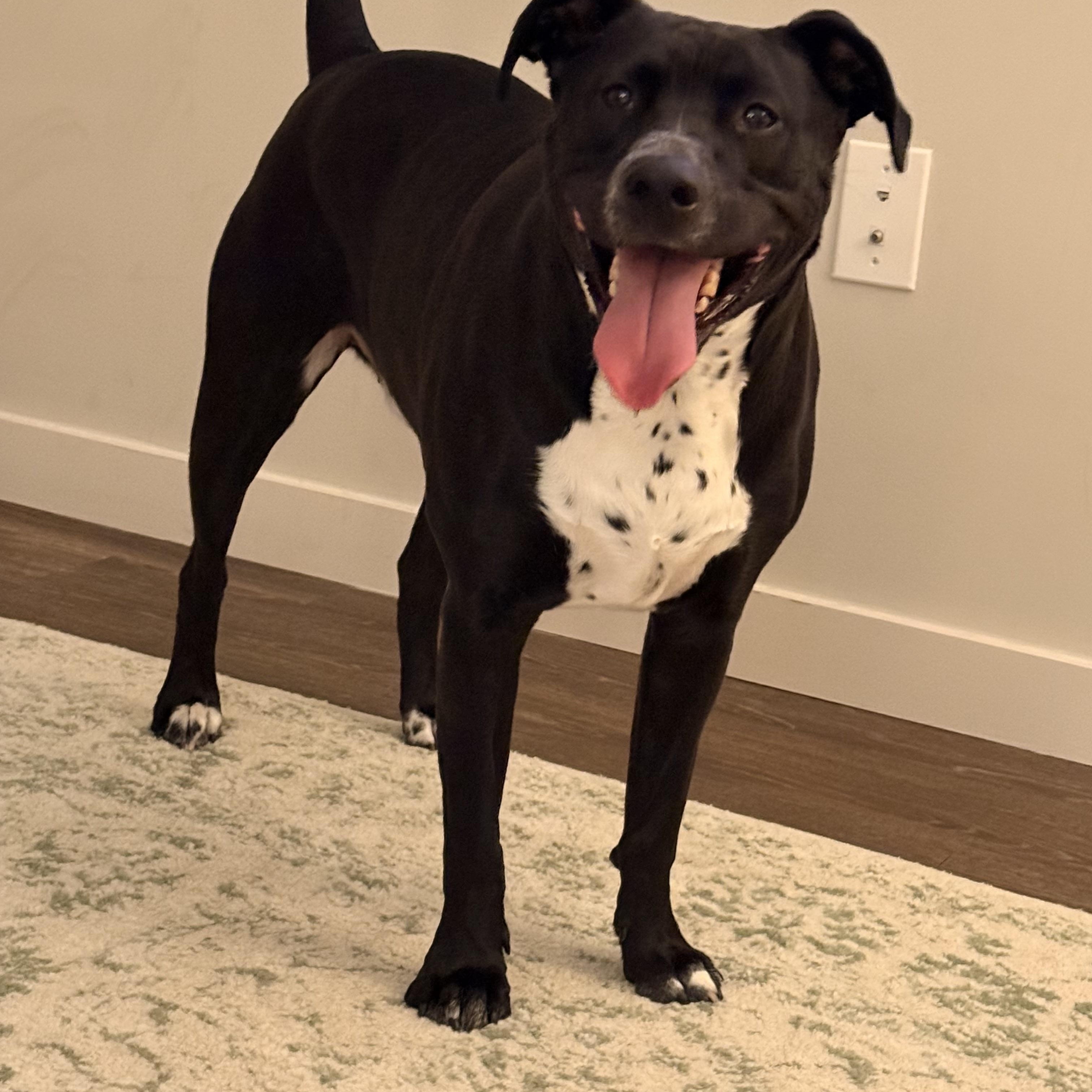 Max, a Adoptable mixed breed in East Point, GA image 4/4
