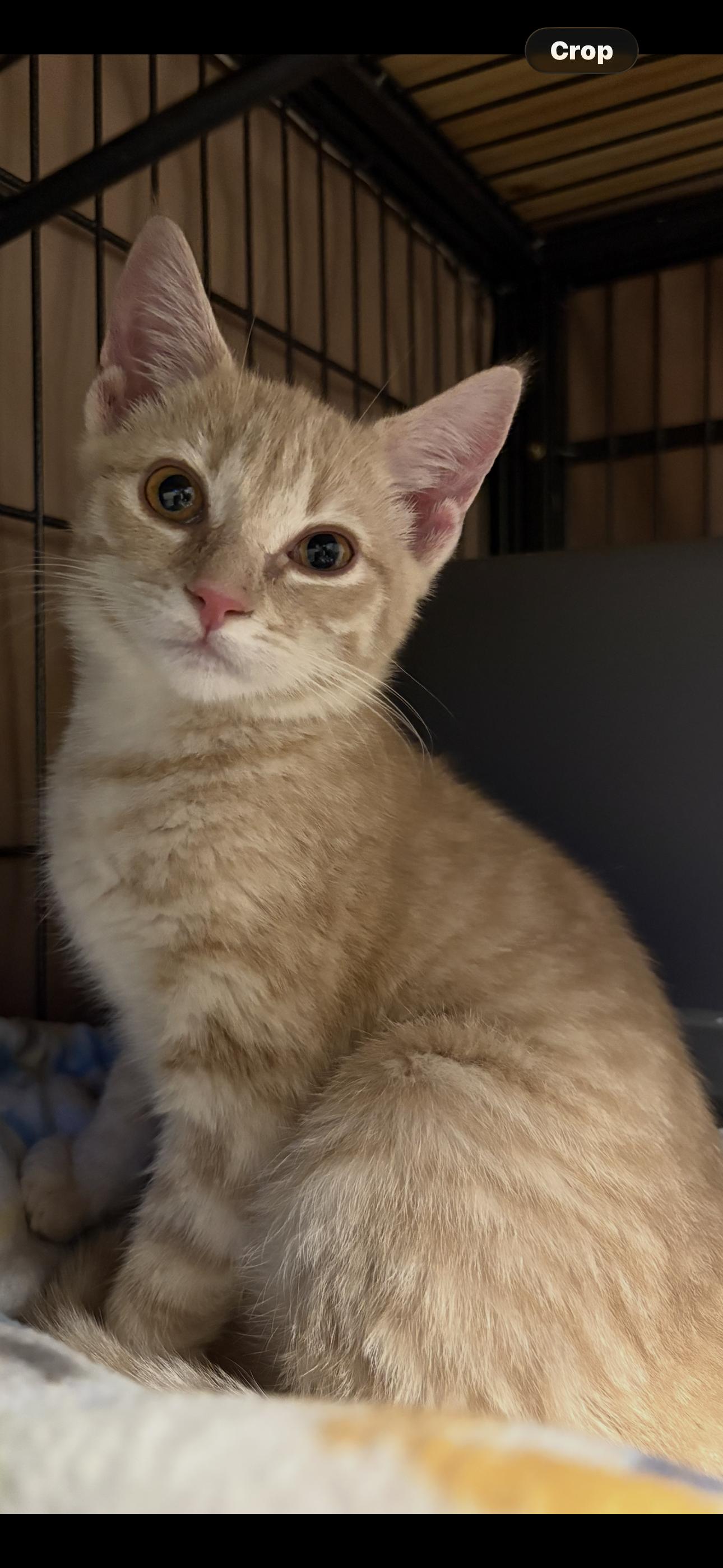 Enlarge Butterscotch, a Adopted Domestic Short Hair in Sneads Ferry, NC image 1/1