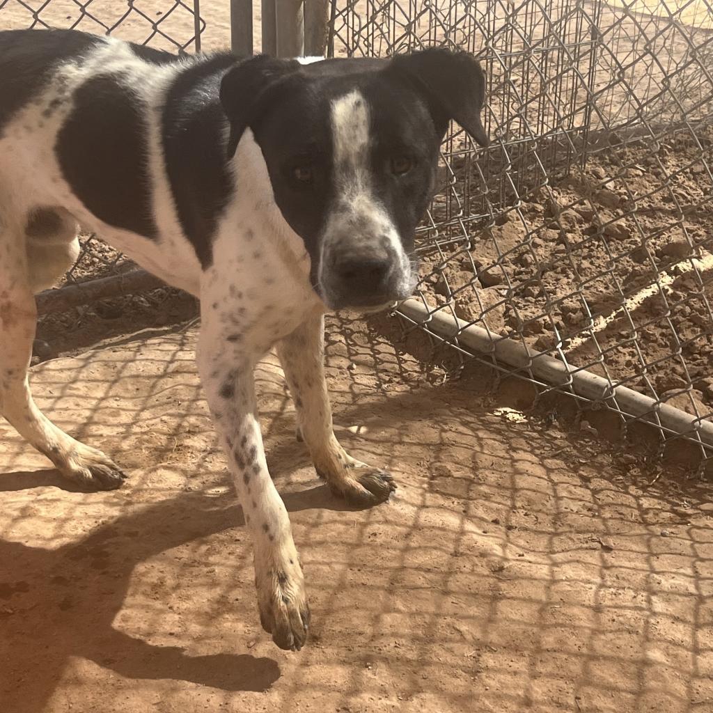 Duke, Adoptable, Adult Male English Pointer & Boxer.