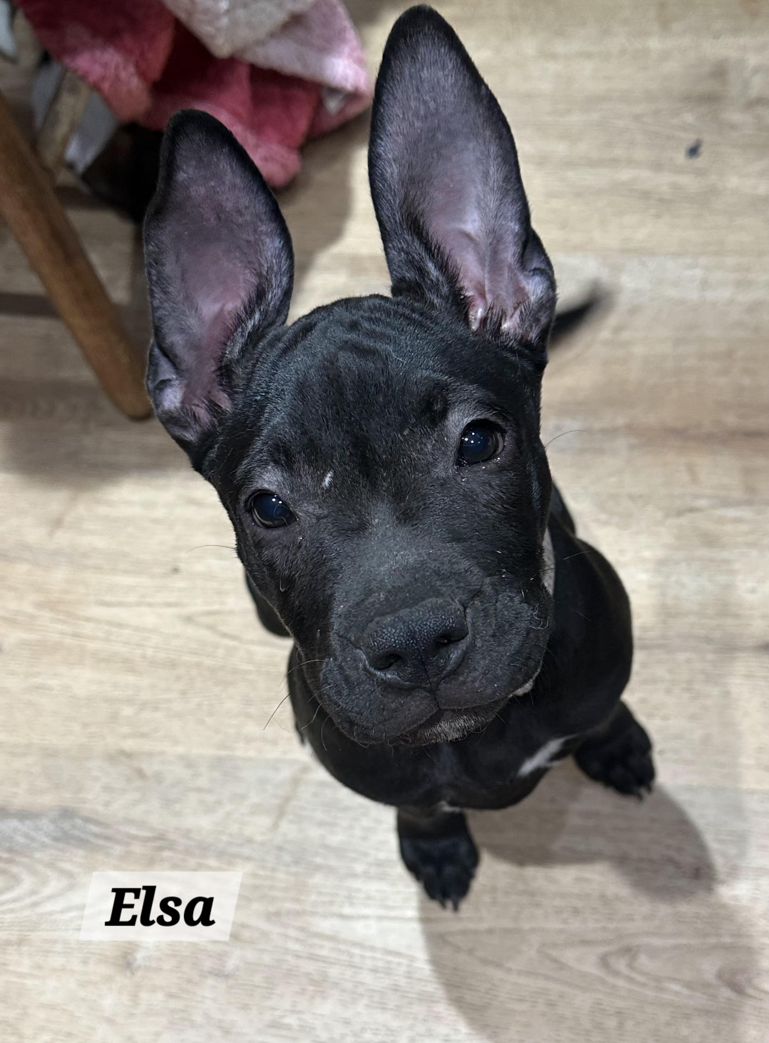 Enlarge Elsa, a ADOPTABLE mixed breed in Urbana, OH image 1/1