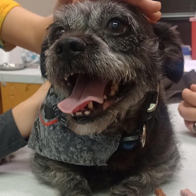 Enlarge Roxi Dog, a Adoptable mixed breed in Grand Rapids, MN image 1/1