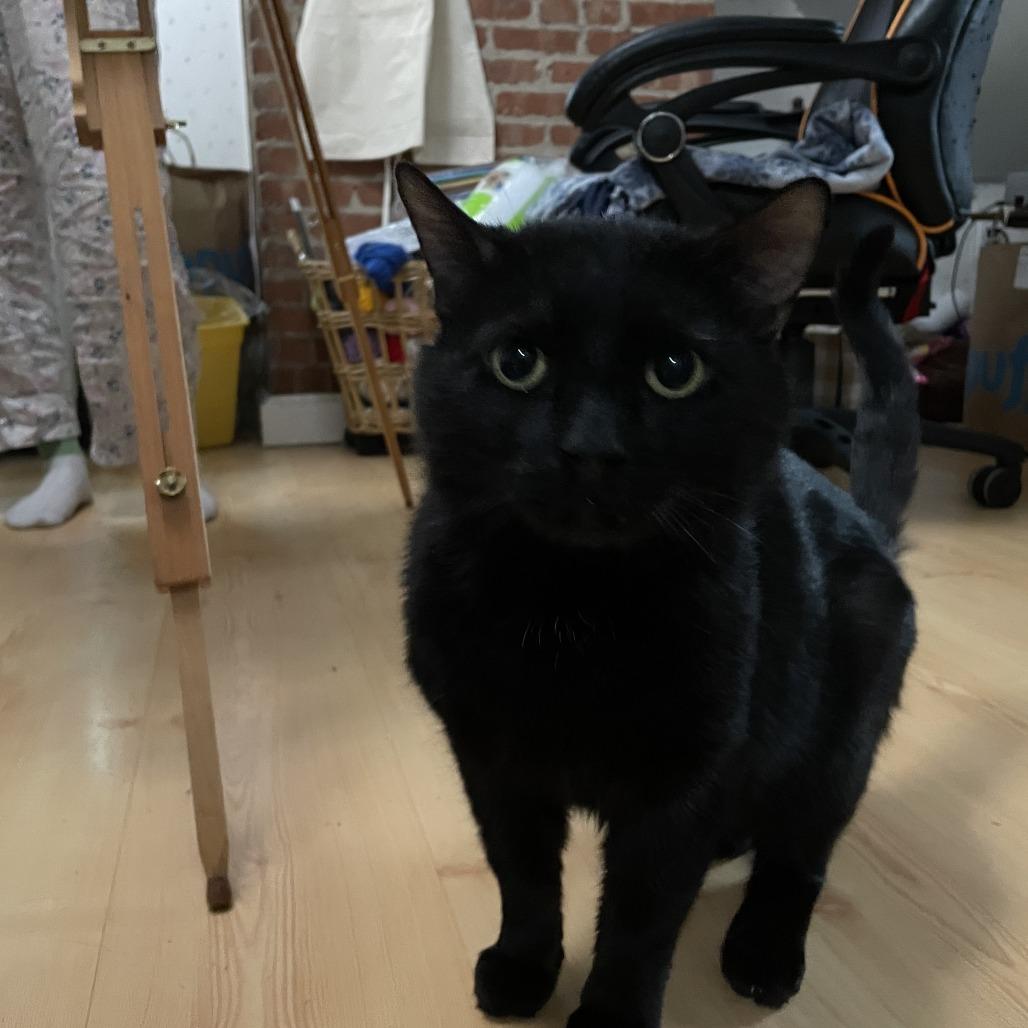 Chatty, Adoptable, Adult Male Domestic Short Hair.