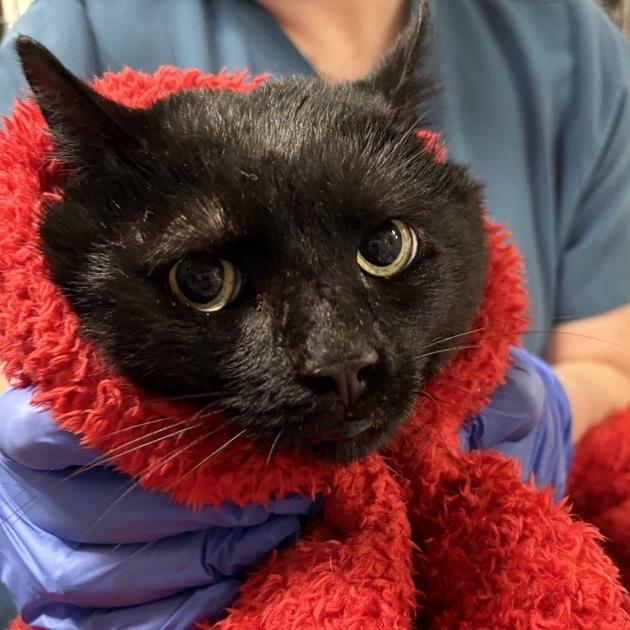 Chatty, a Adoptable Domestic Short Hair in New York, NY image 2/6