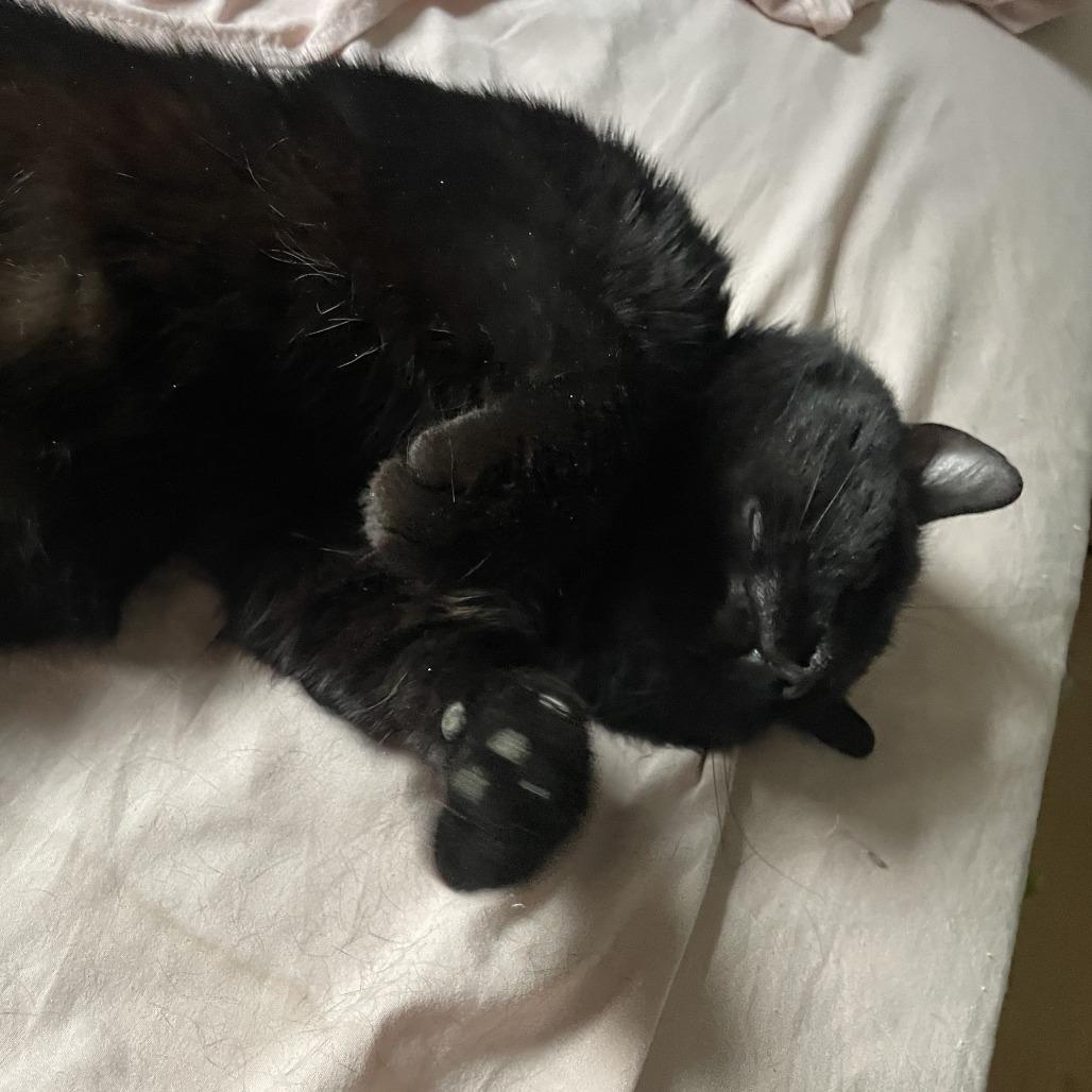 Chatty, a Adoptable Domestic Short Hair in New York, NY image 3/6