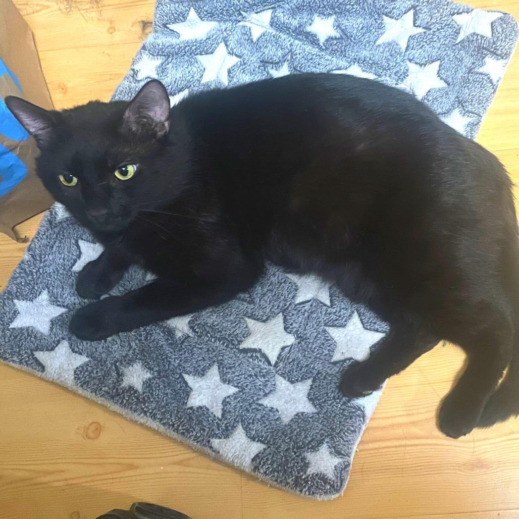 Chatty, a Adoptable Domestic Short Hair in New York, NY image 4/6