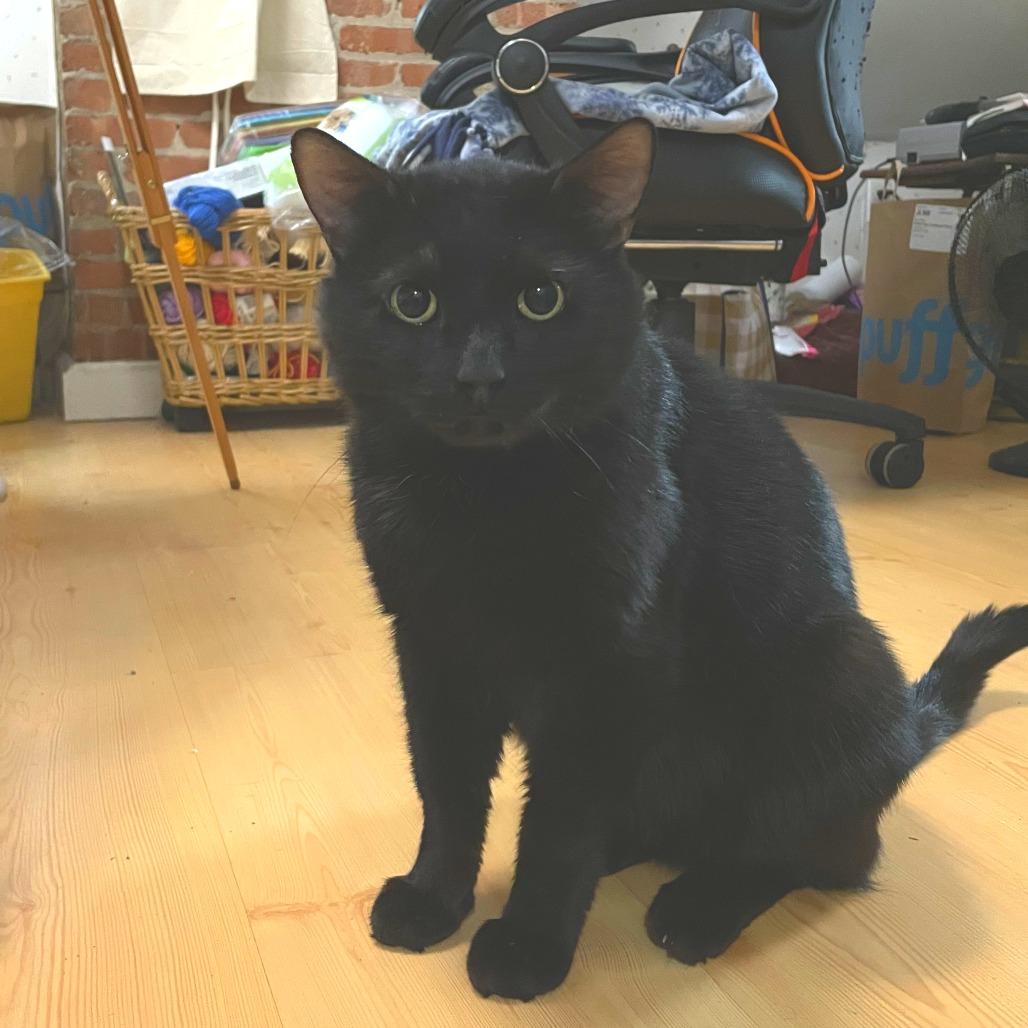 Chatty, a Adoptable Domestic Short Hair in New York, NY image 5/6