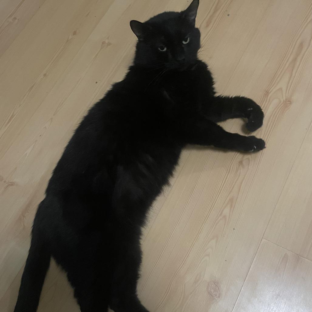 Chatty, a Adoptable Domestic Short Hair in New York, NY image 6/6