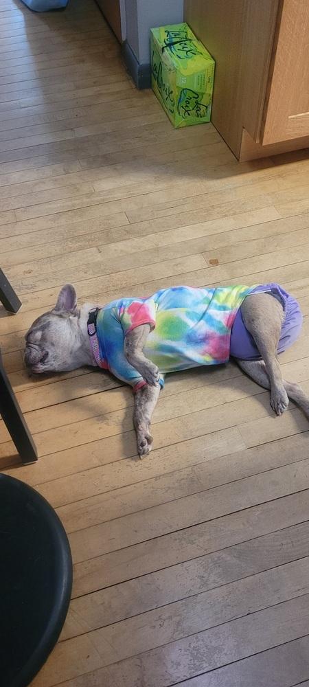 Enlarge Lottie Pop-4636-Asheville, NC, a Adoptable French Bulldog in Maryville, TN image 1/4