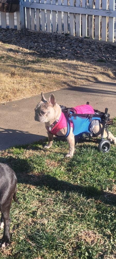 Enlarge Lottie Pop-4636-Asheville, NC, a Adoptable French Bulldog in Maryville, TN image 3/4