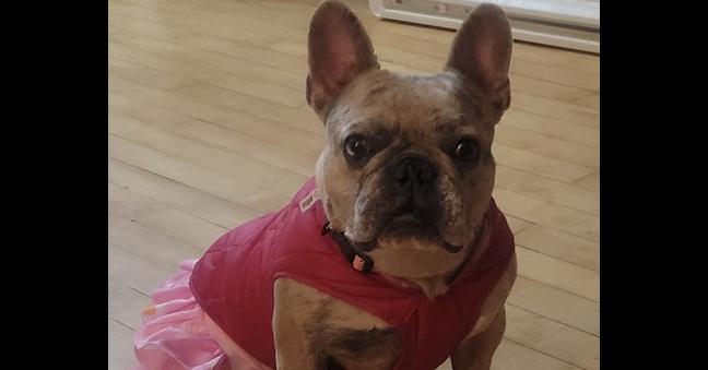 Enlarge Lottie Pop-4636-Asheville, NC, a Adoptable French Bulldog in Maryville, TN image 4/4