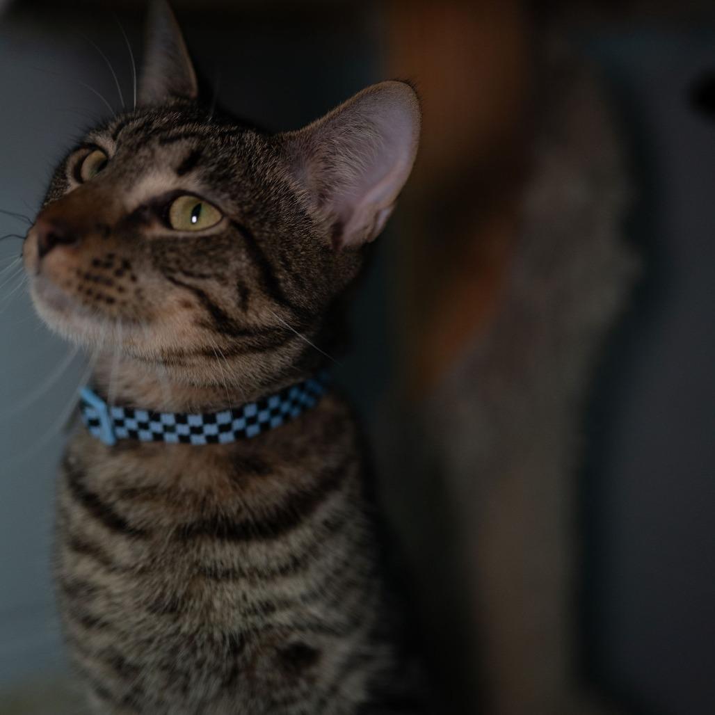 Enlarge Bones, a Adoptable Domestic Short Hair in Enterprise, AL image 1/1