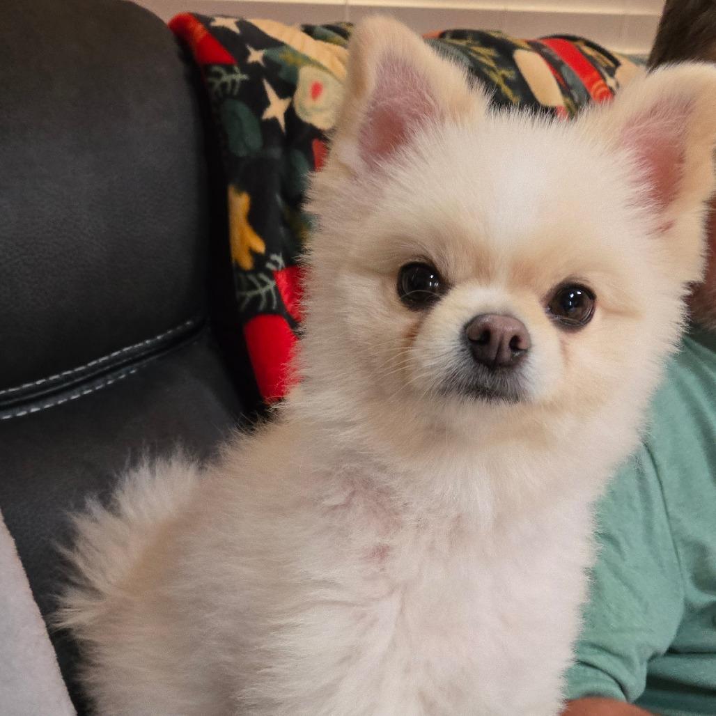 BuddyHowliday AVAILABLE NOW!, Adoptable, Adult Male Pomeranian.